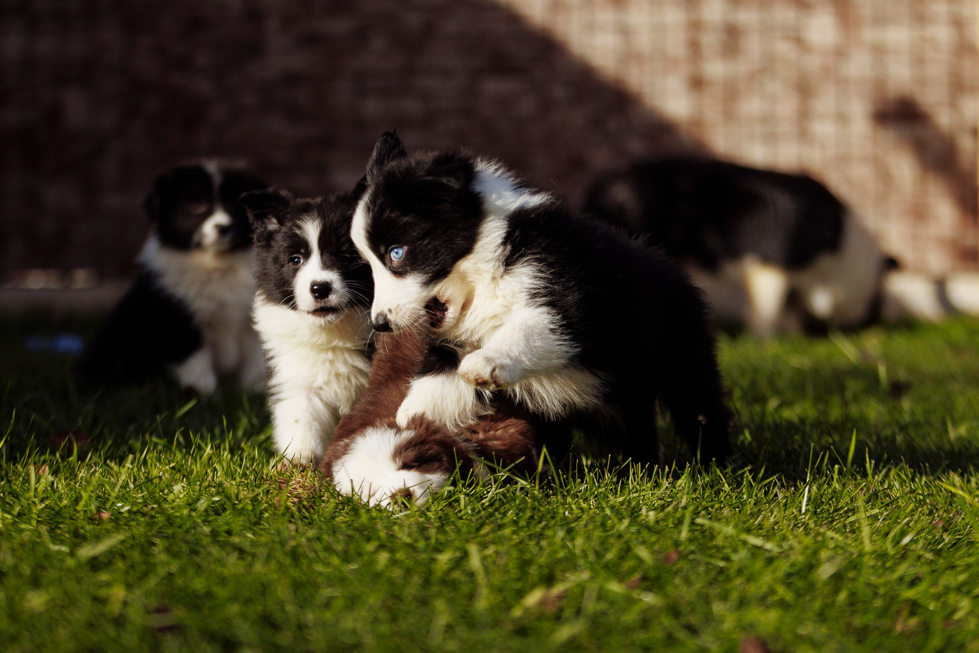 У дома с большой компанией от мала до велика. О нас