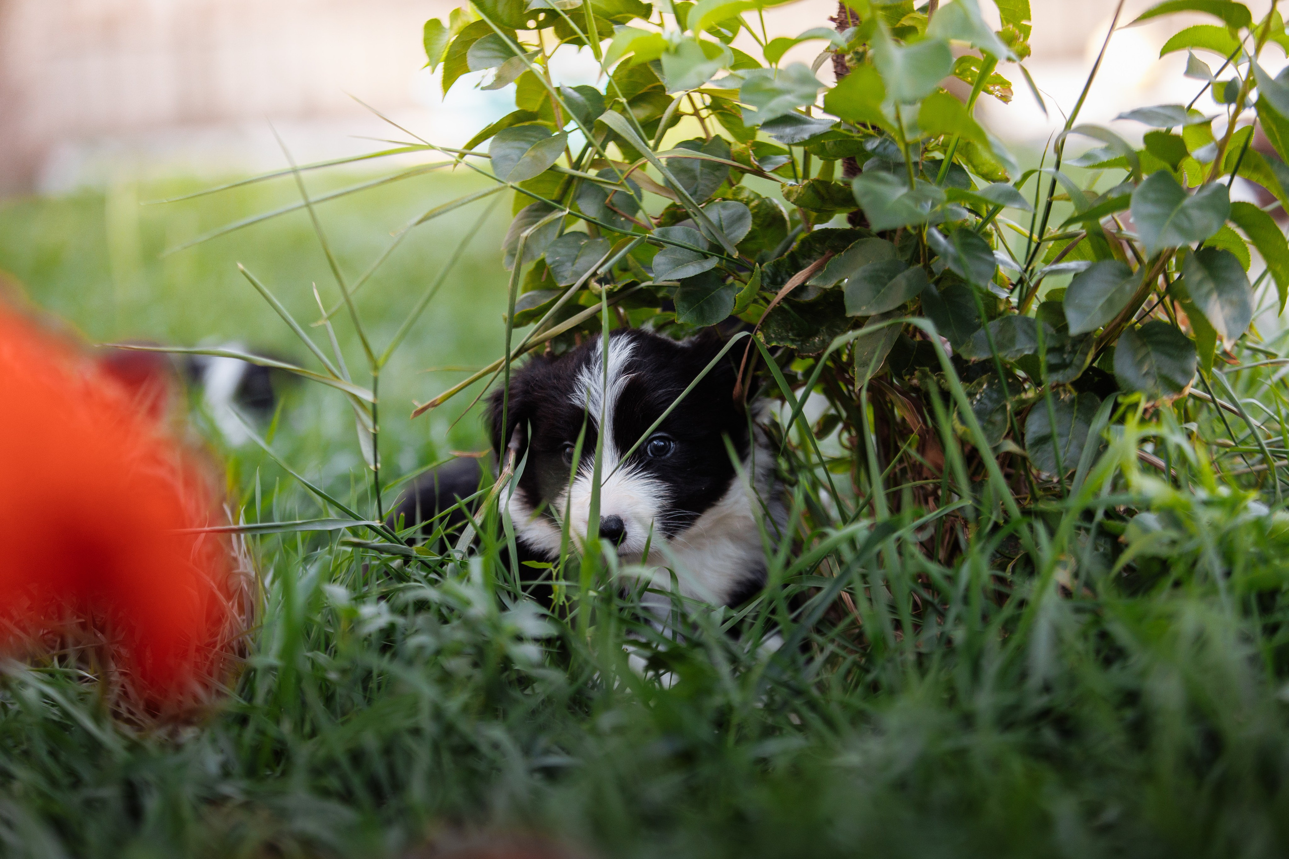 МММ — маленькое мягкое милое. О нас