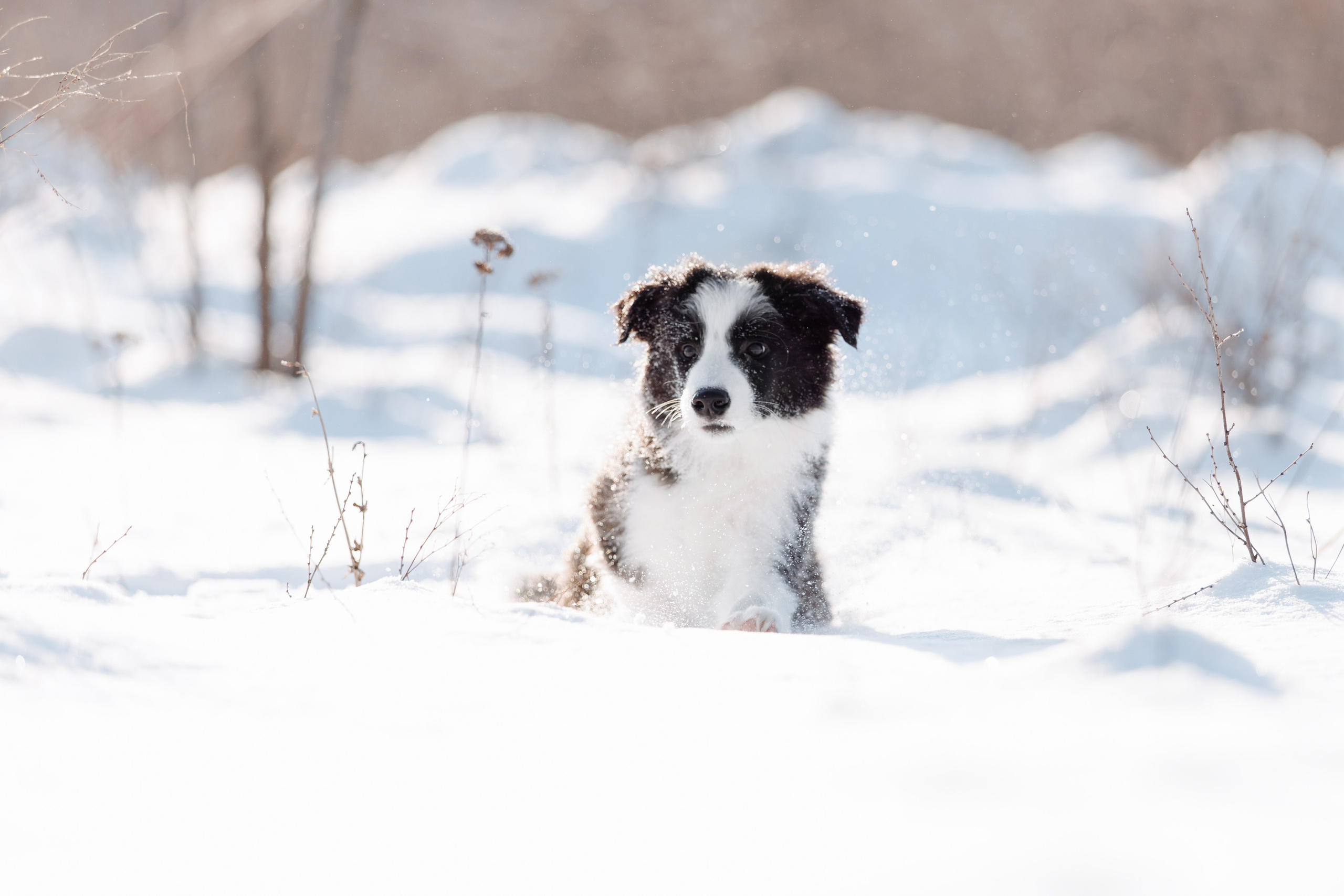 Яркий январь. О нас
