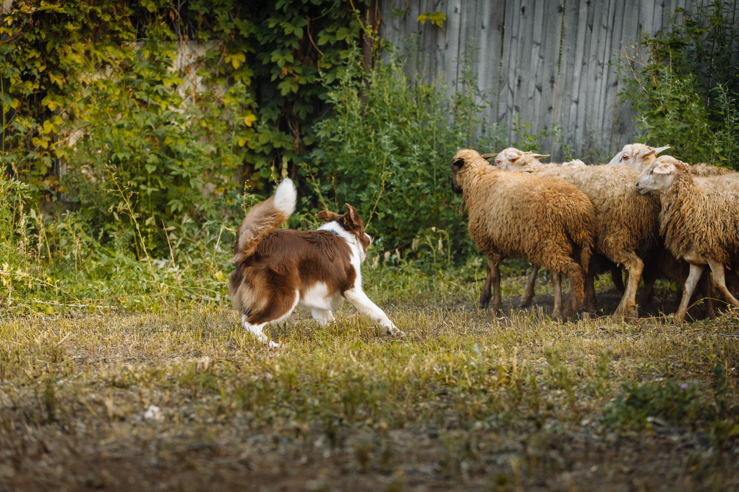 Овечий день. О нас