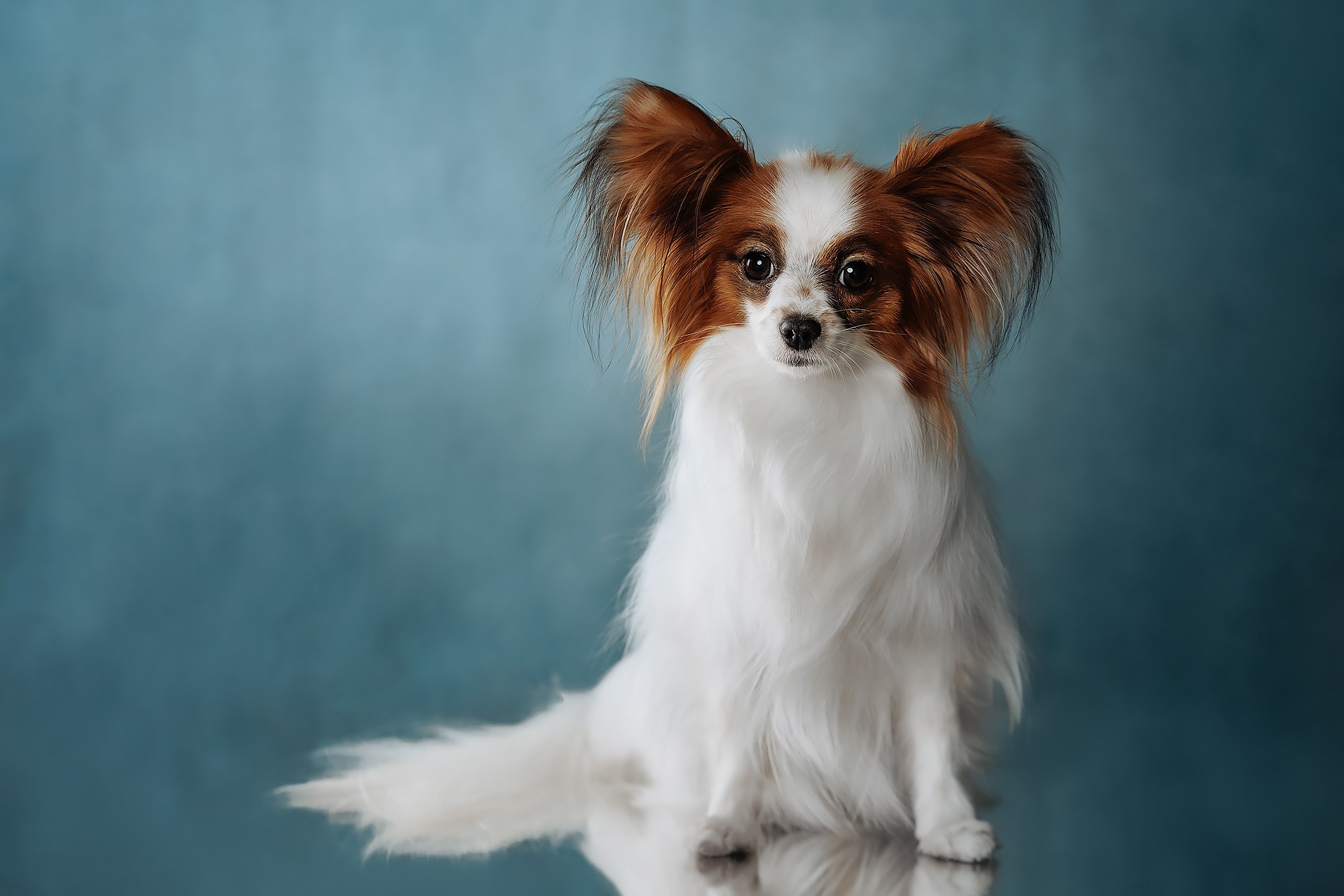 Синева. О нас