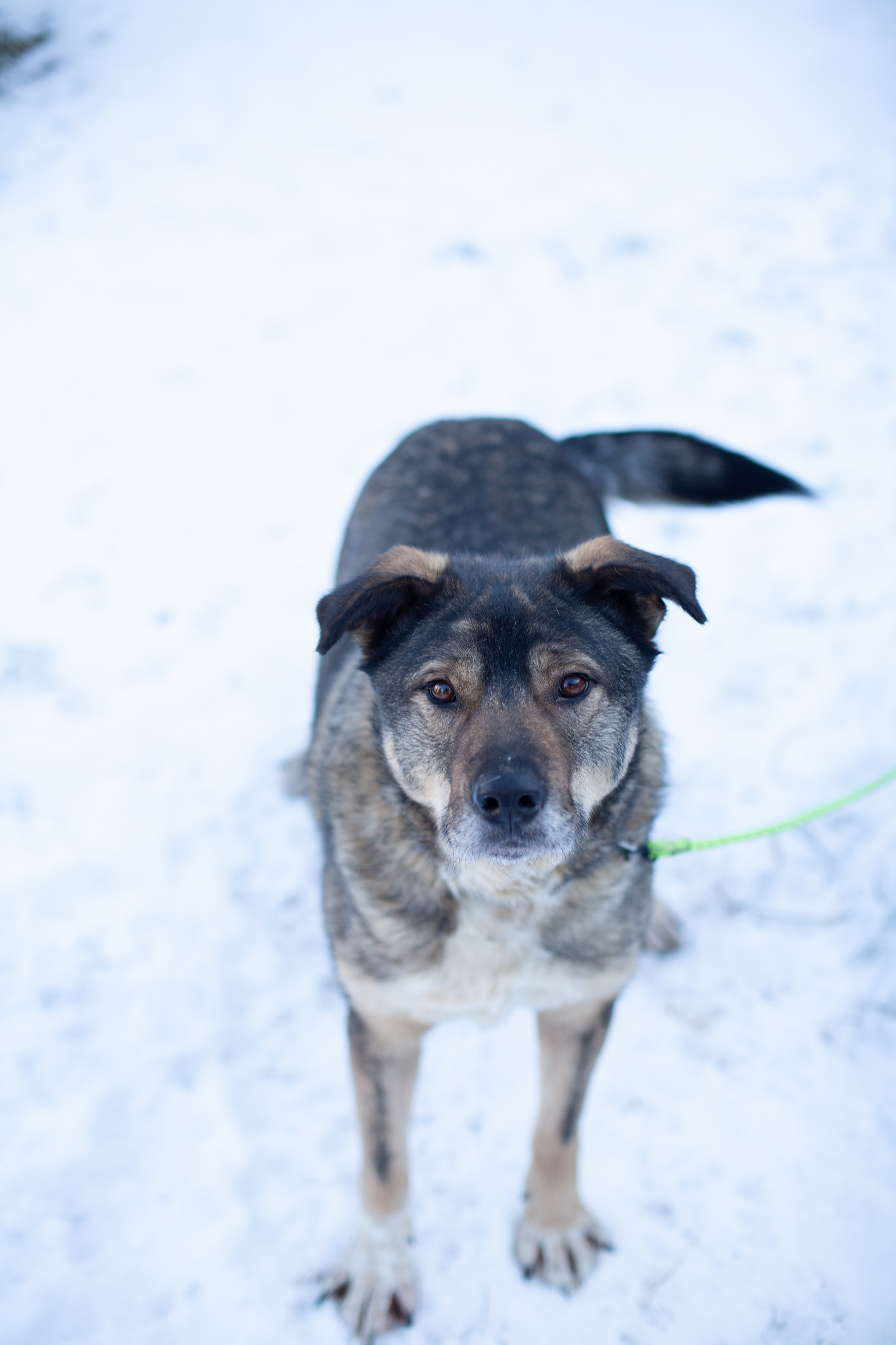 Фотосессии животных. Детский фотограф, фотограф-анималист