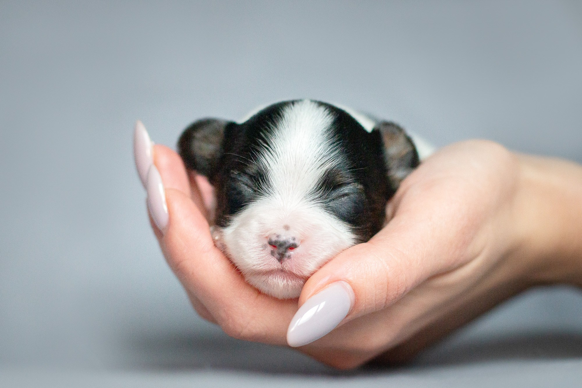 Папийоны (ньюборн). Фотограф анималист, семейный фотограф, фотограф собак Комратова Мария. г. Москва