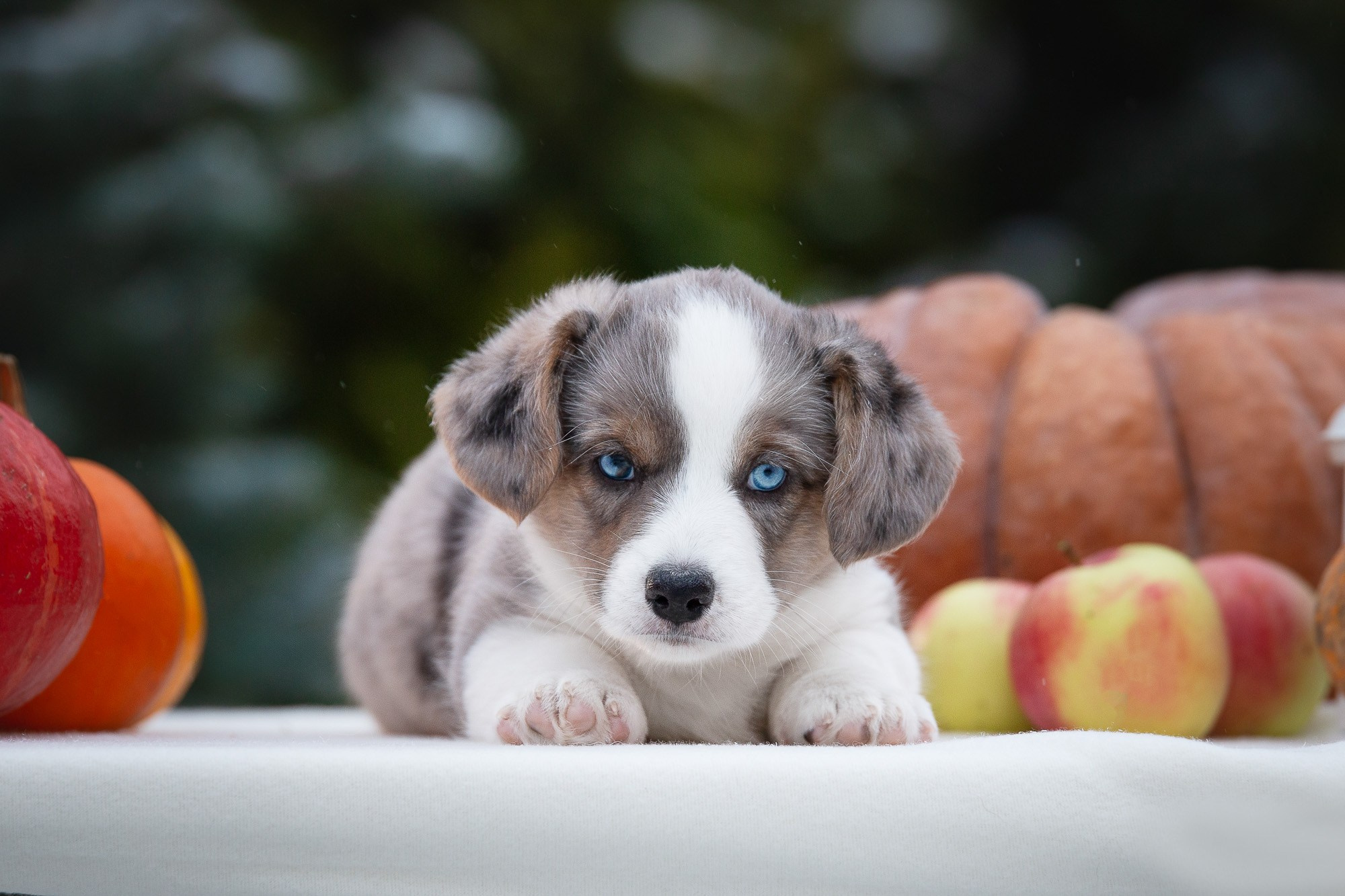 Вельш Корги Кардиганы. Фотограф анималист, семейный фотограф, фотограф собак Комратова Мария. г. Москва