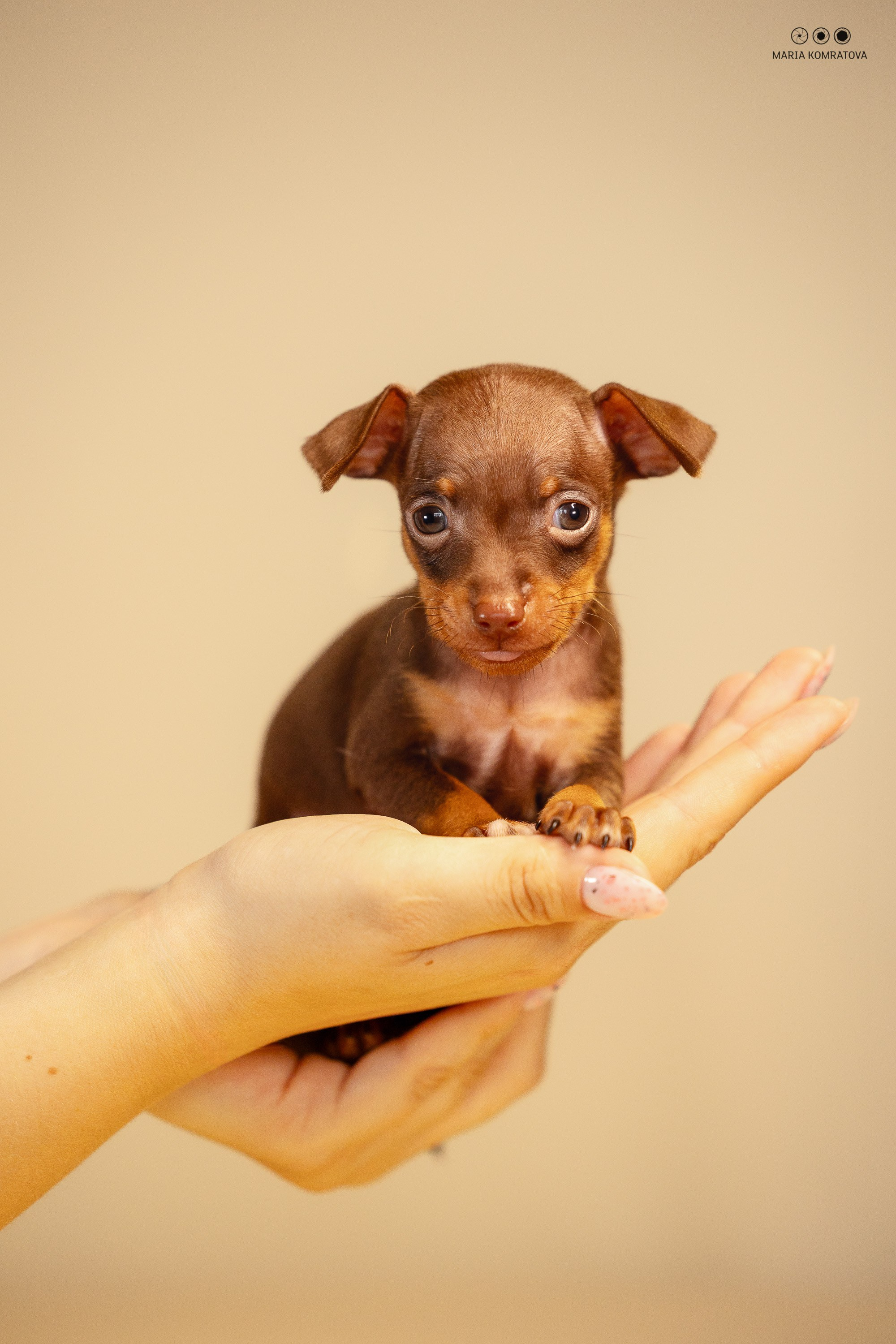 Пражские Крысарики. Фотограф анималист, семейный фотограф, фотограф собак Комратова Мария. г. Москва