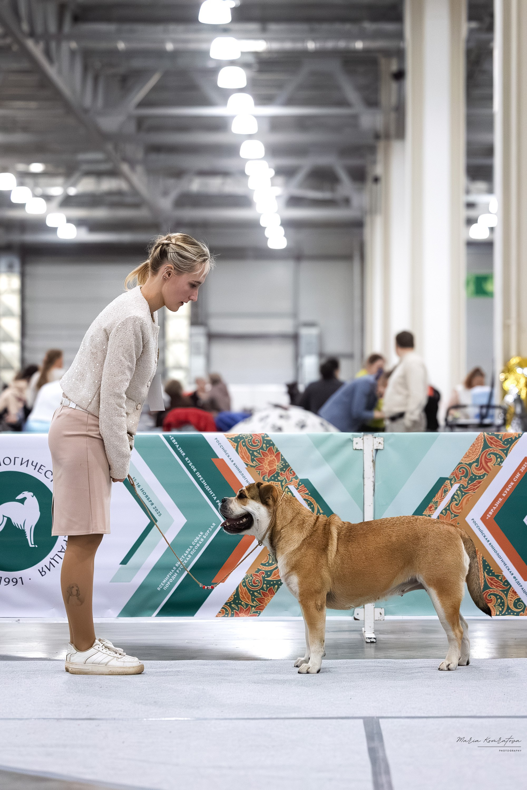 Евразия 2025 съемка в ринге на выставке собак, фотограф собак на выставке. Фотограф анималист, семейный фотограф, фотограф собак Комратова Мария. г. Москва