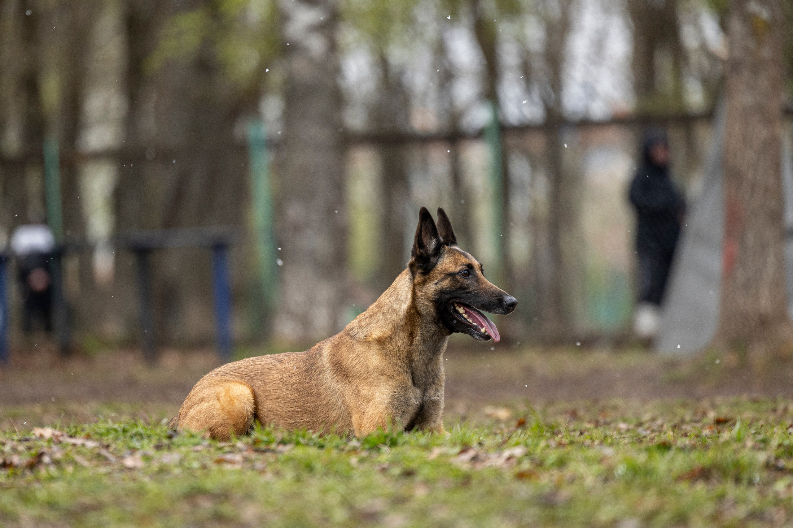 Квалификационные состязания по мондьорингу г. Вологда 11.05.24. Фотограф-анималист Анна Маринич
