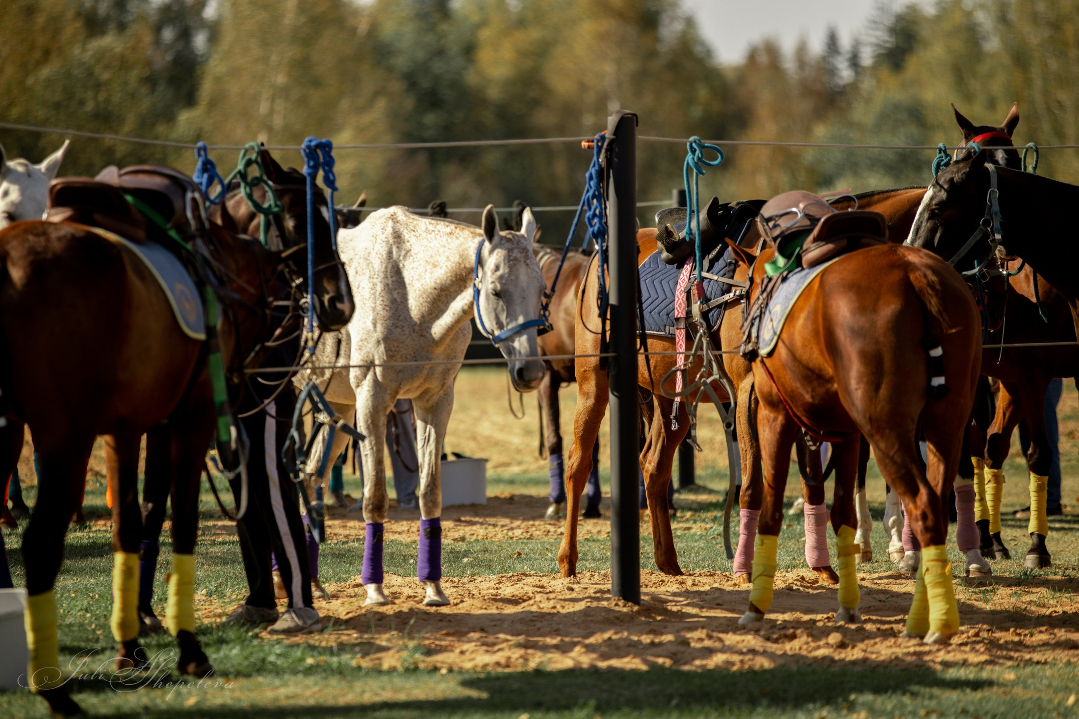 Осенний кубок по конному поло. Детская Конная фотография в Москве Юлия Шепелева