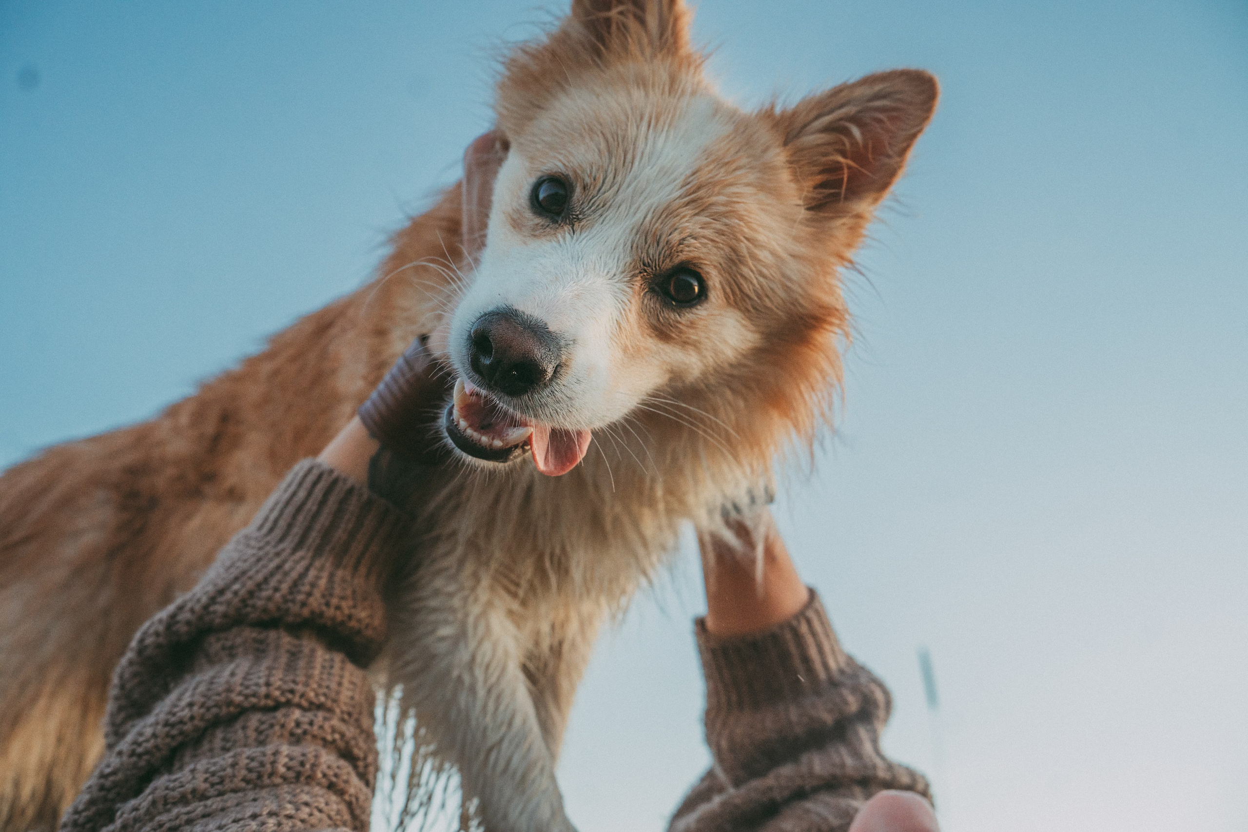 Рина и Марси. Фотограф анималист в Москве и Санкт-Петербурге Свиридова Анна