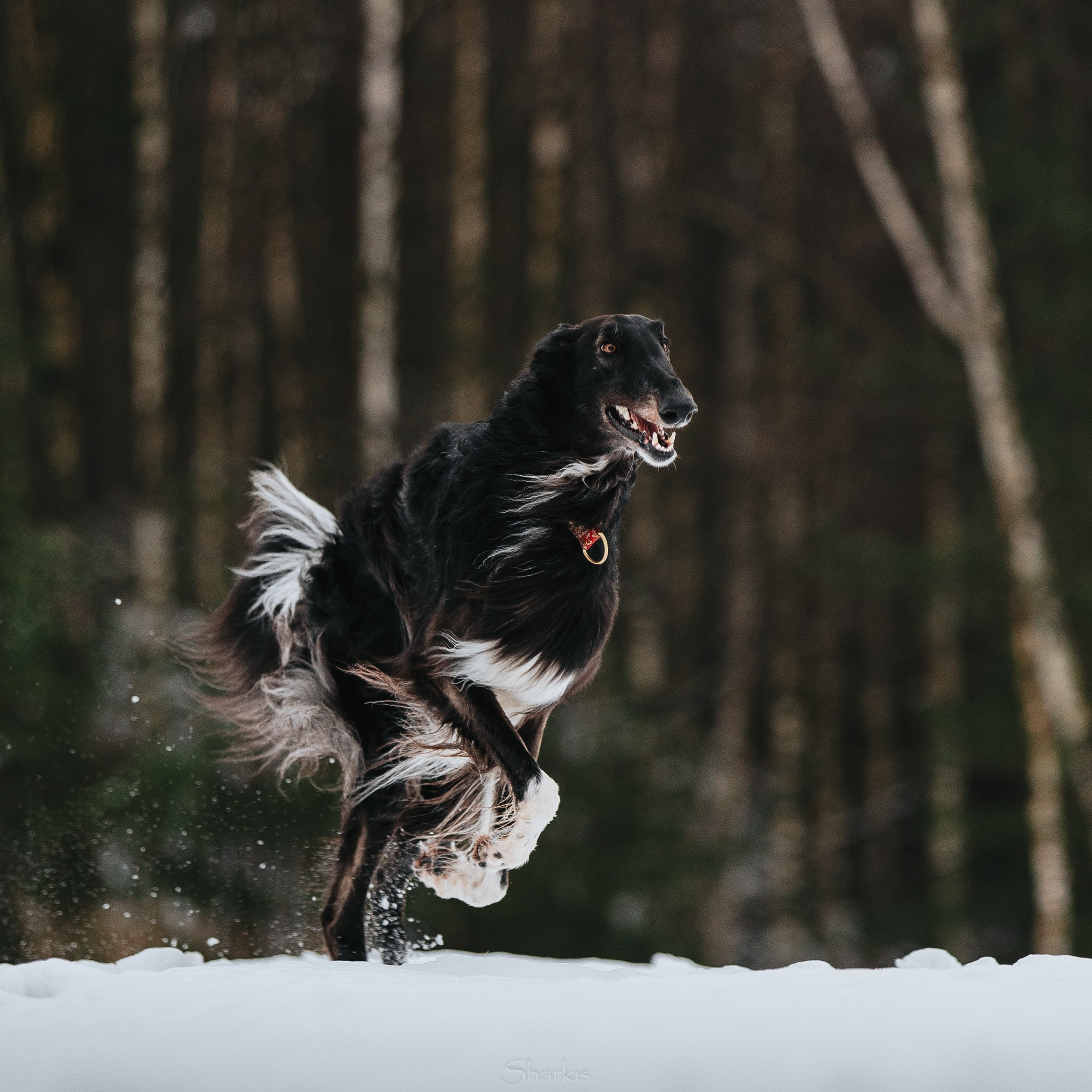 Катя и Гримм. Главная
