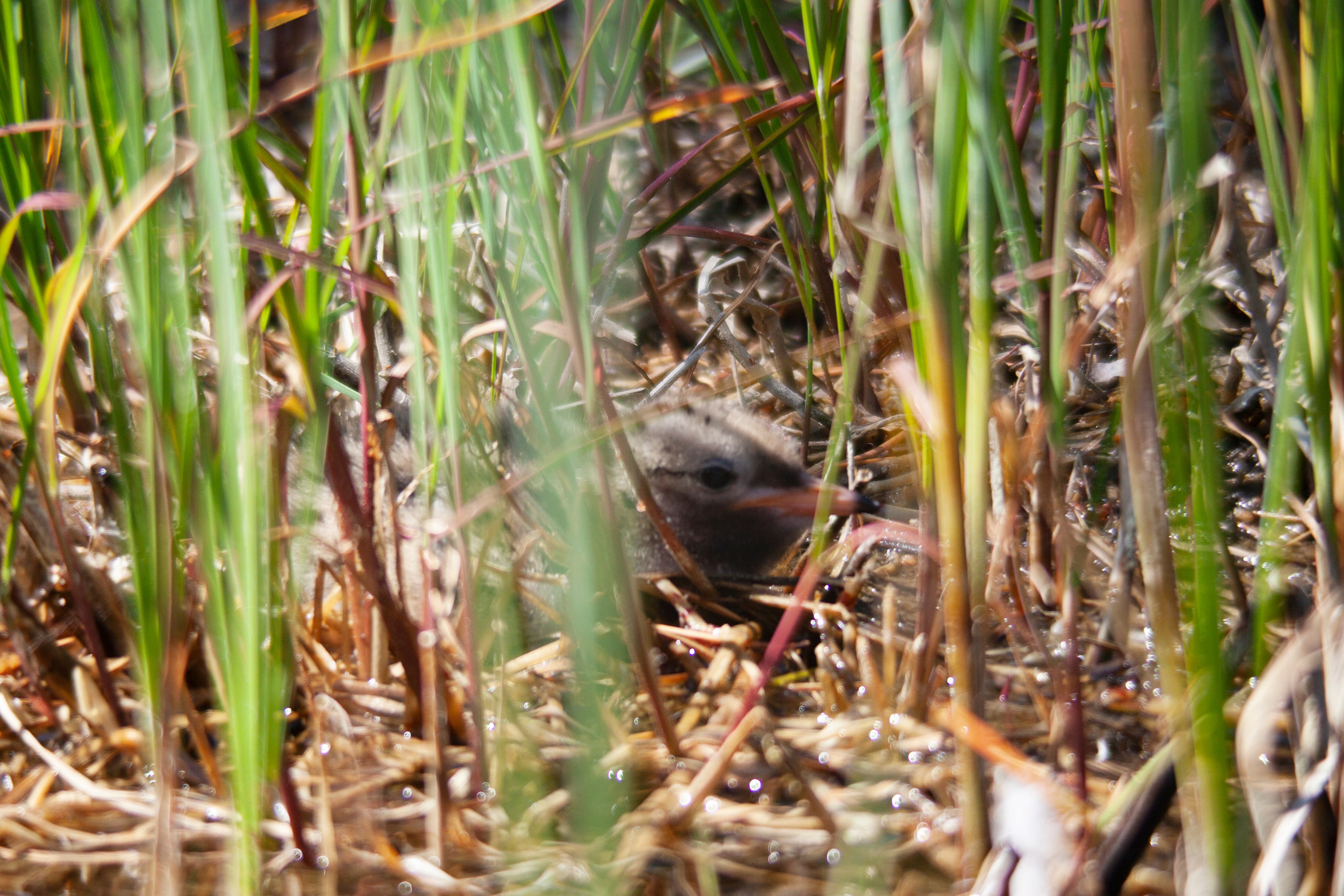 Крачки. Фотограф Адигамова Юлия в Петербурге