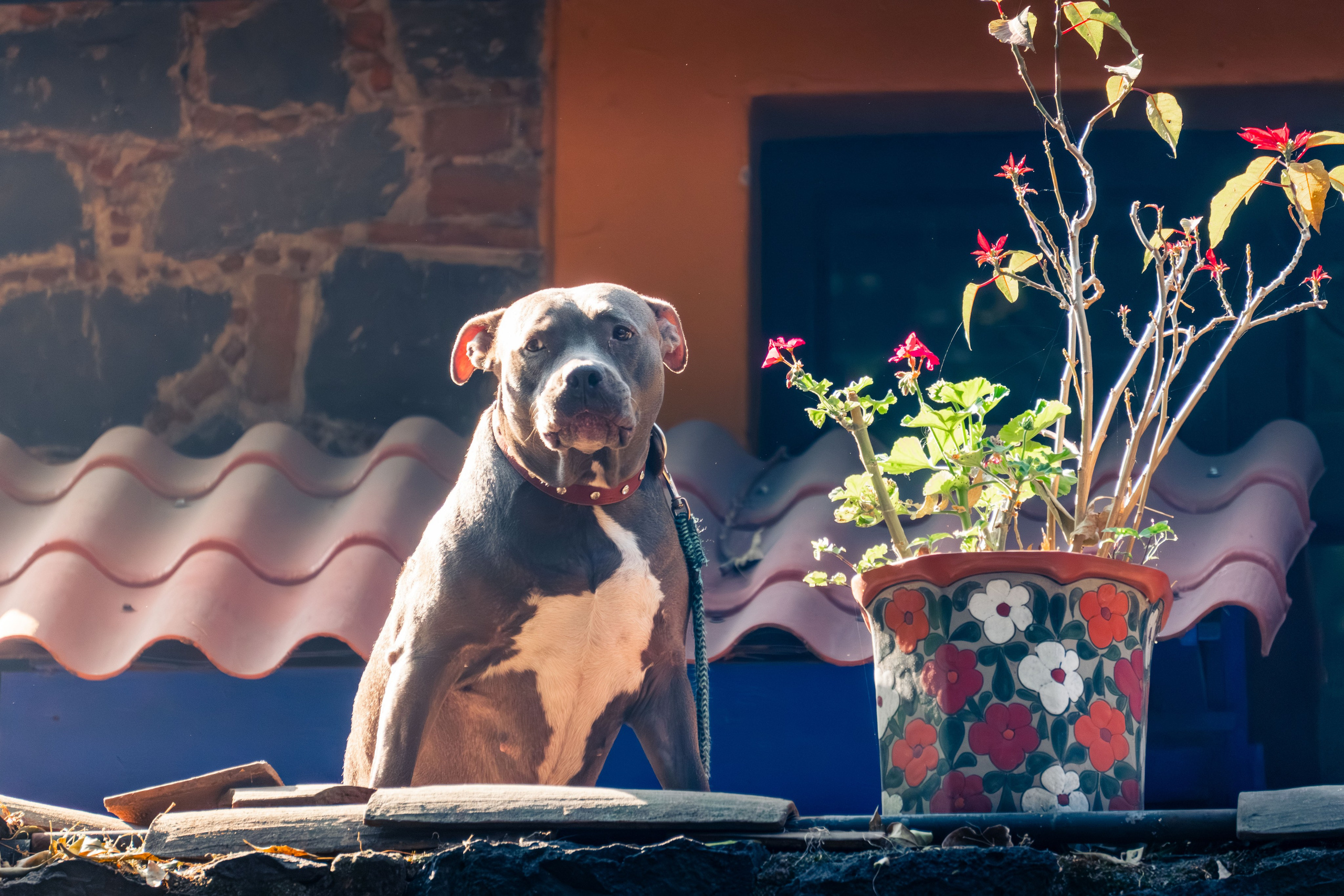 Folk Fest. CDMX Photography | Alex Klenin| Portrait & Event Photographer