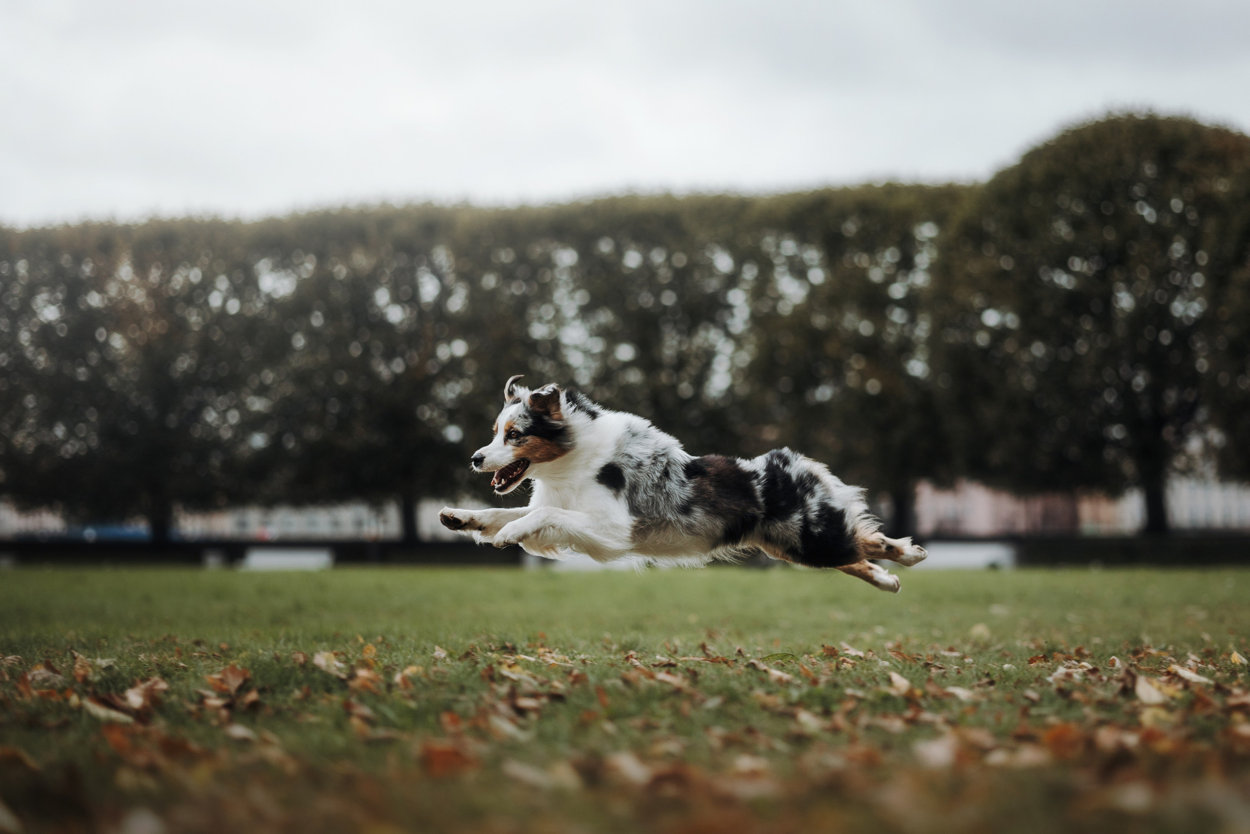 Ирина и Кайса. Фотограф — Анималист | Санкт-Петербург