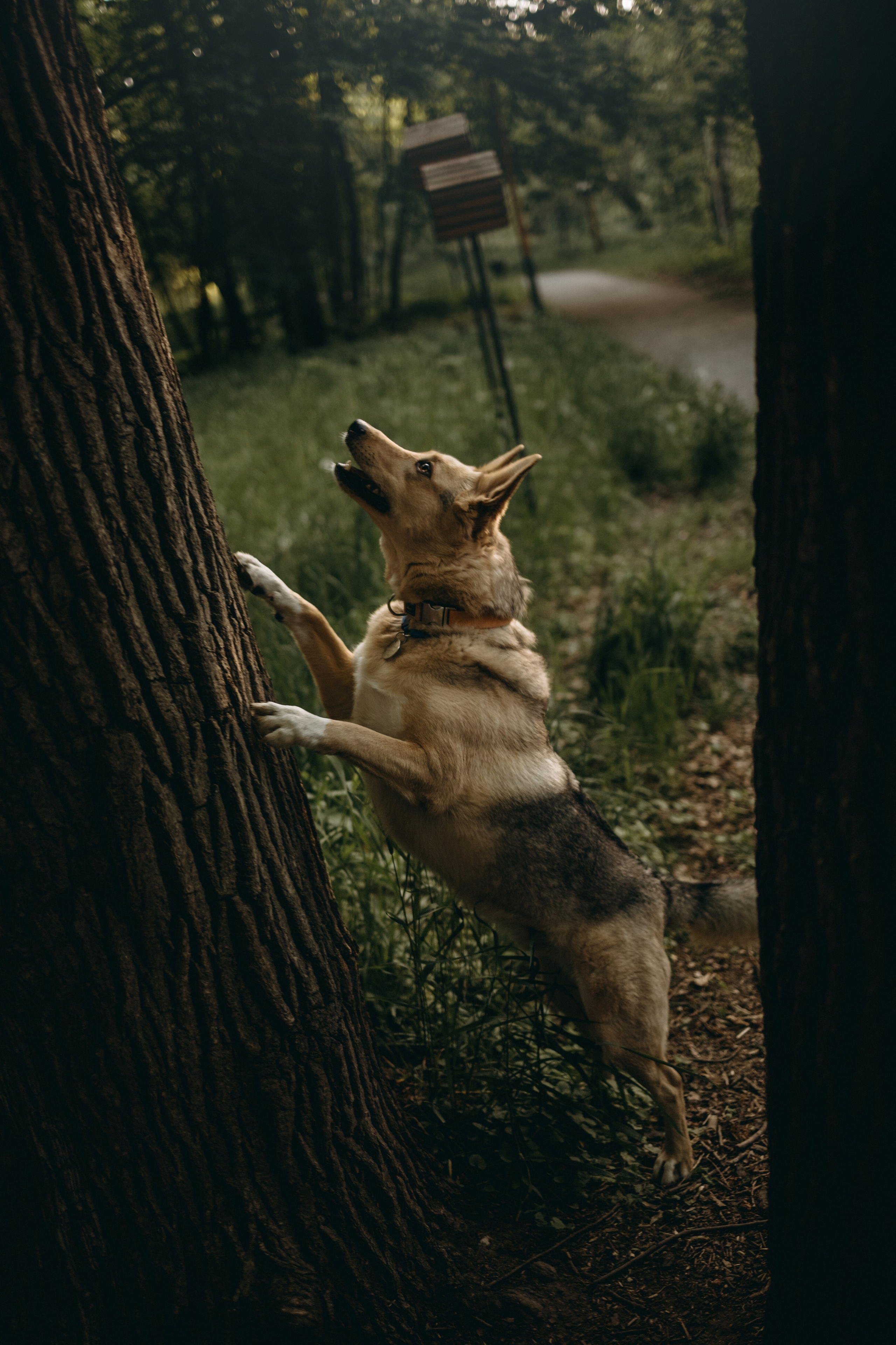 Татьяна, Сергей и их Булочка и Пончик. Фотограф — Анималист | Санкт-Петербург
