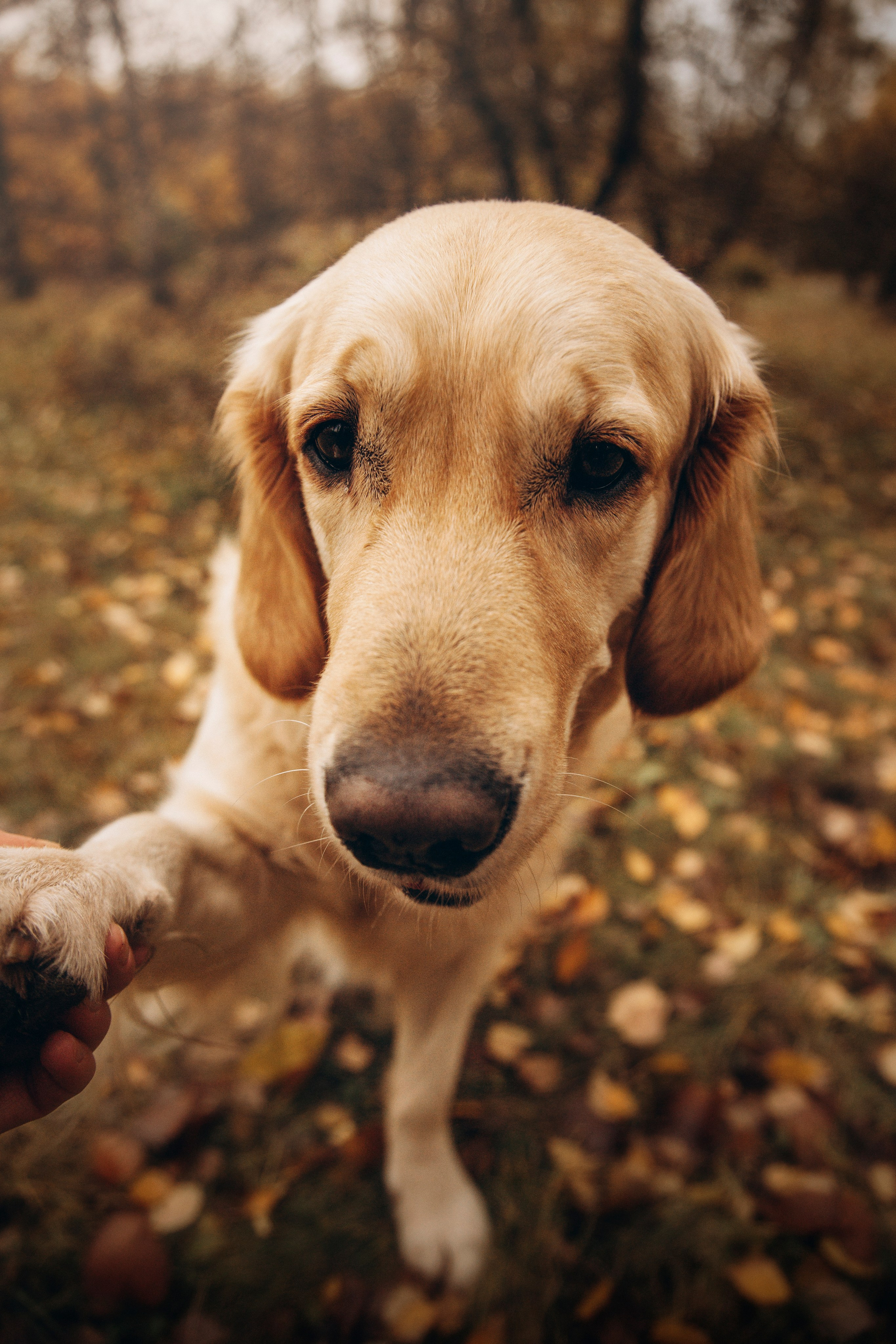 Марина и Чили. Фотограф — Анималист | Санкт-Петербург