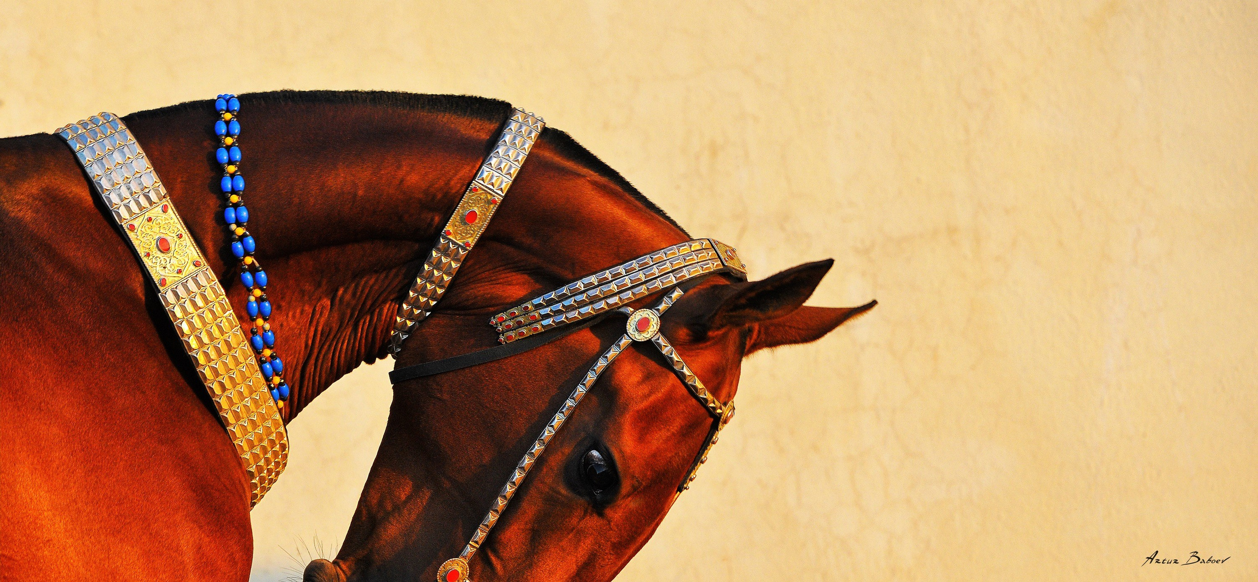 Gallery. Art photos of horses — ARTUR BABOEV | Photographer