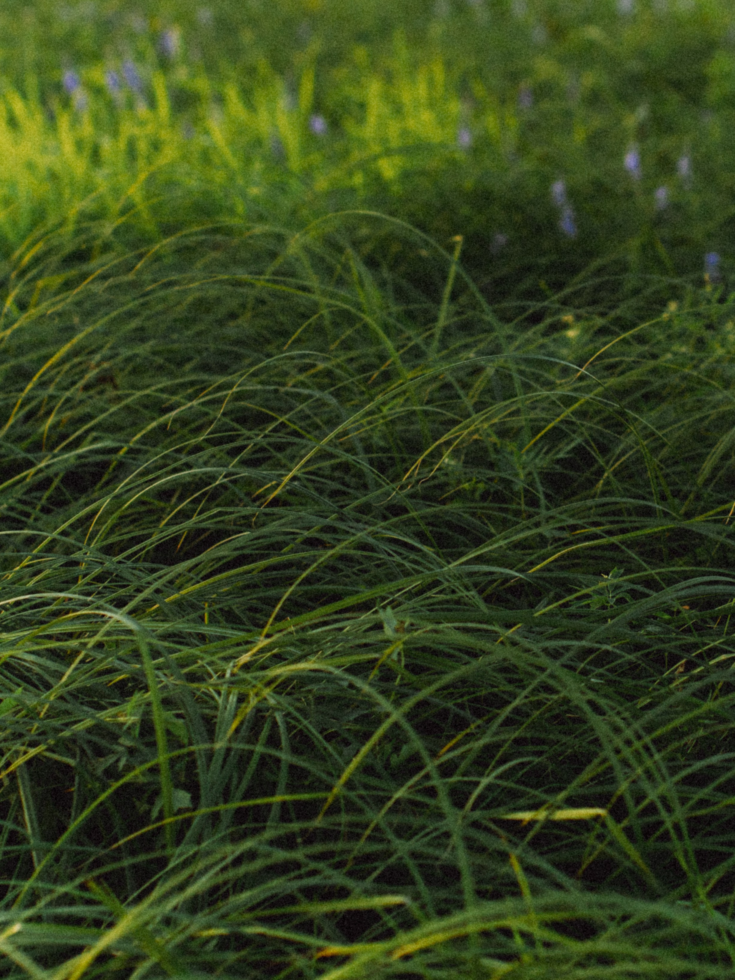 Аня и Даня. Свадебные фотографы в г. Сургут Маркова Наталья и Замахина Елена