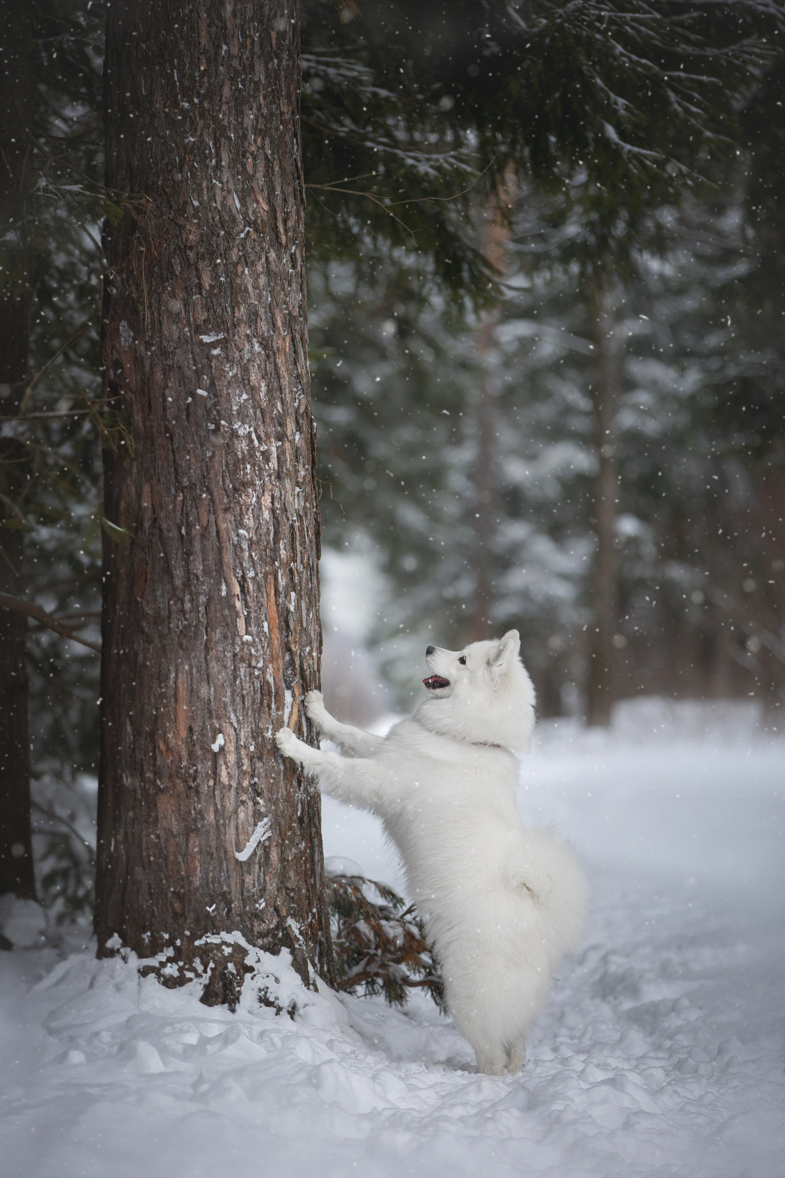 Руби, Николь, Кирилл и Мила. Фотограф анималист в Москве Майорова Евгения