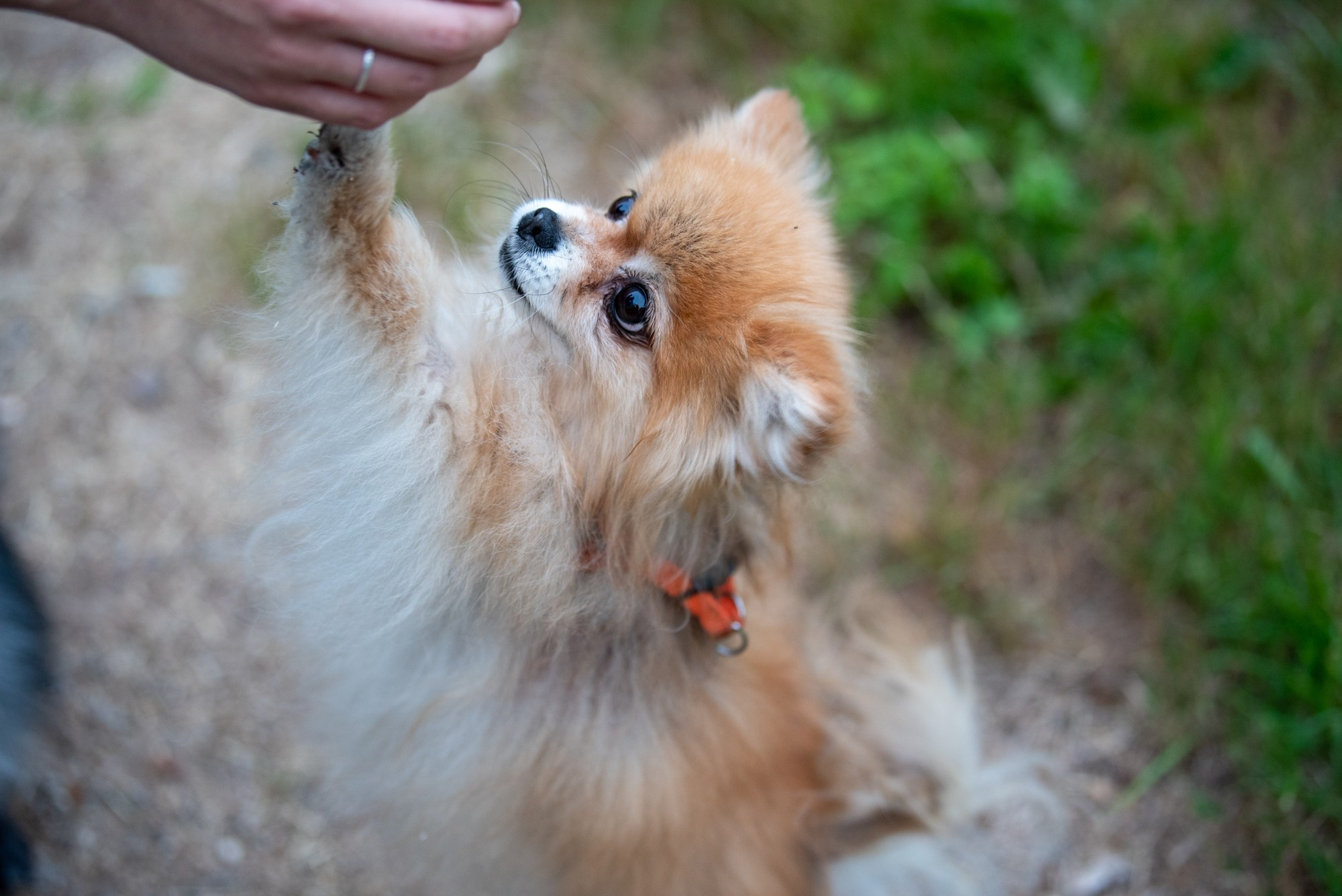 Спасенные шпицы. Фотограф в Москве Виктория Назаренко
