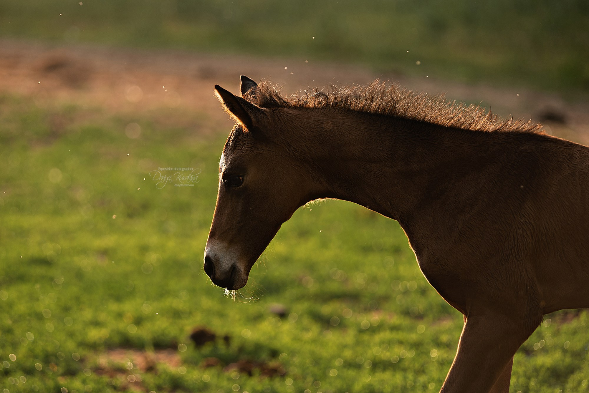 Малышка Кэндис. Конный фотограф Куракина Дарья • Фотосессии с лошадьми