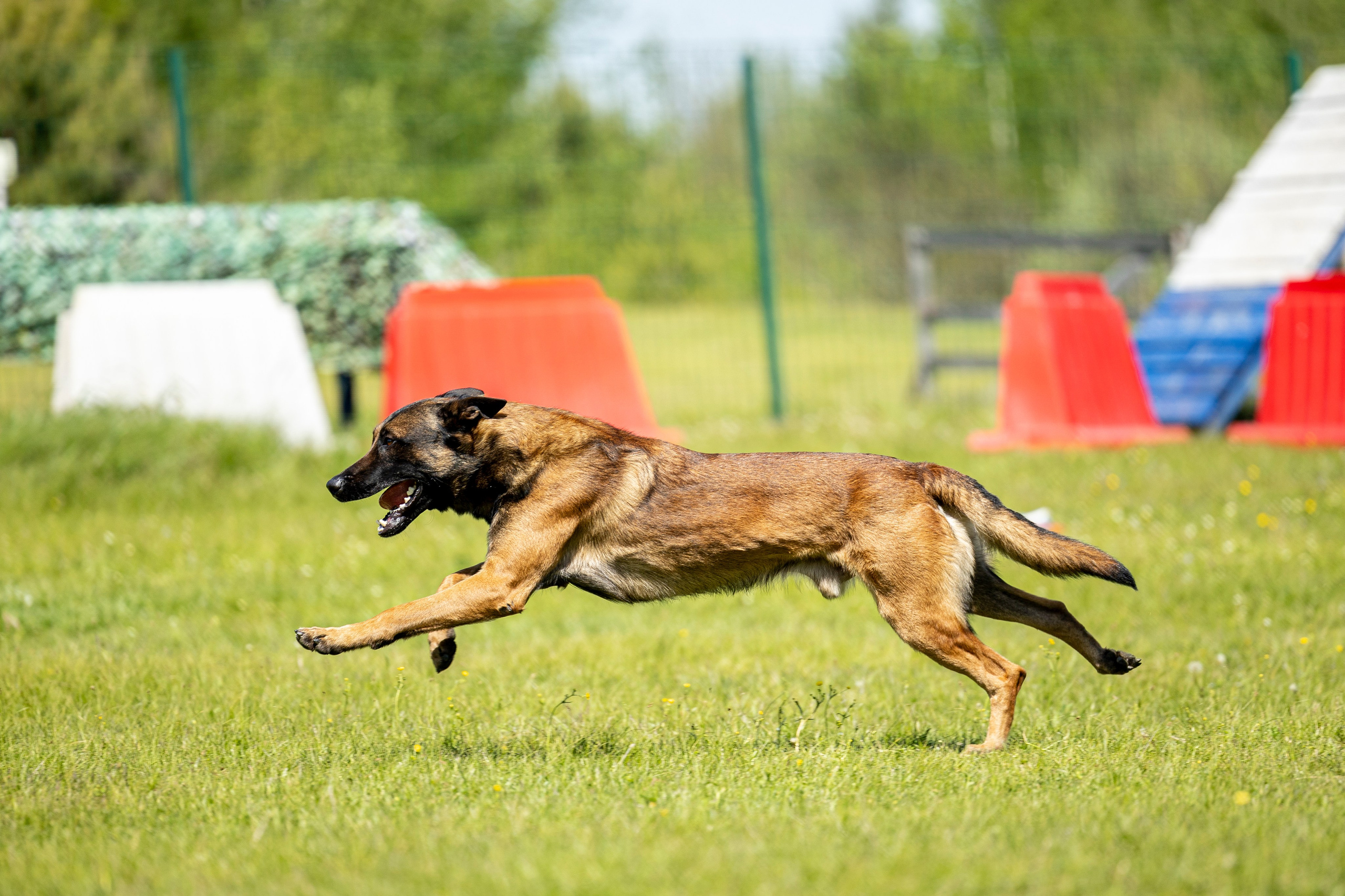 Испытания по мондьорингу в Нижнем Новгороде. Фотограф-анималист Анна Маринич