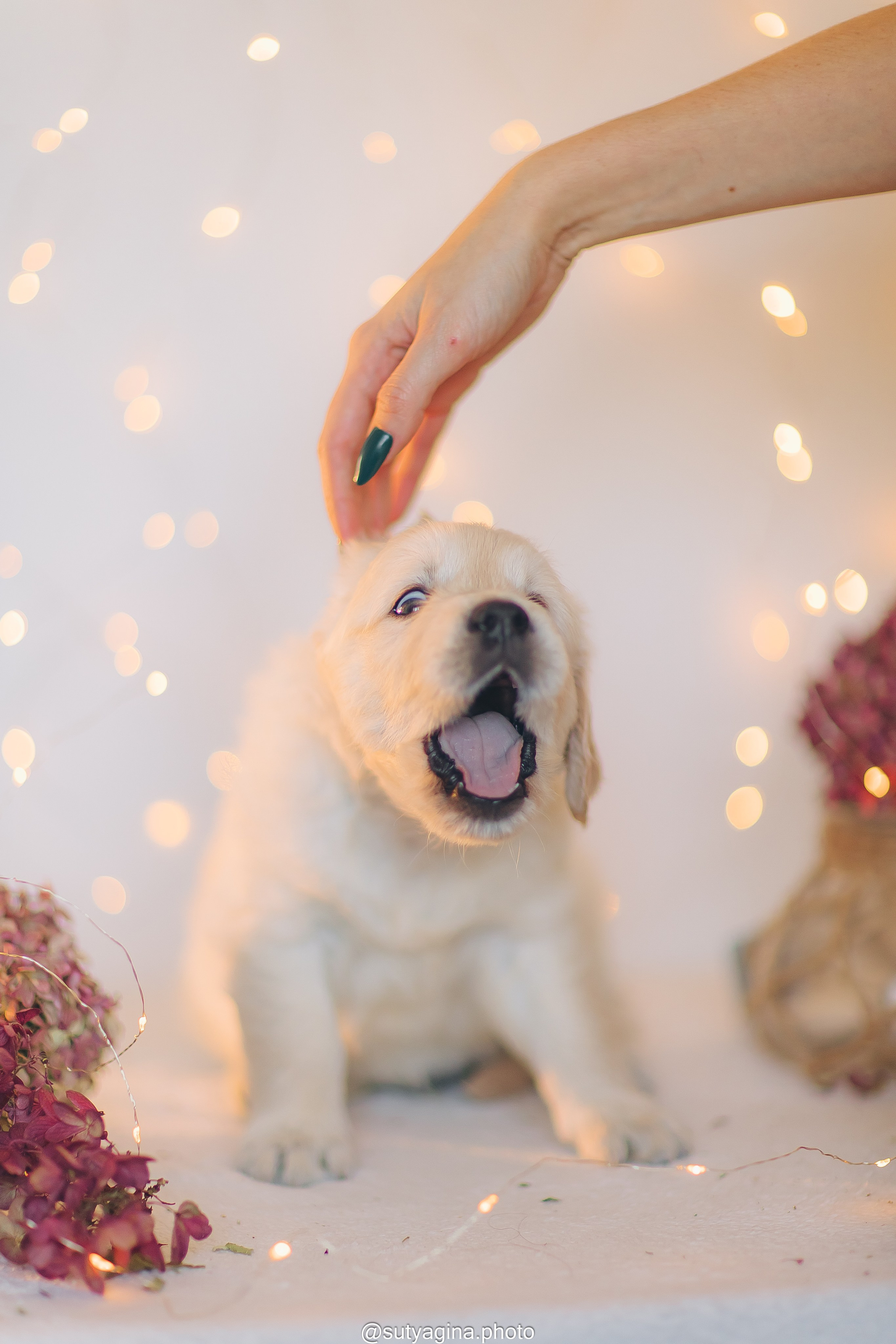 Фиолетовая лента. Свадебный и женский фотограф