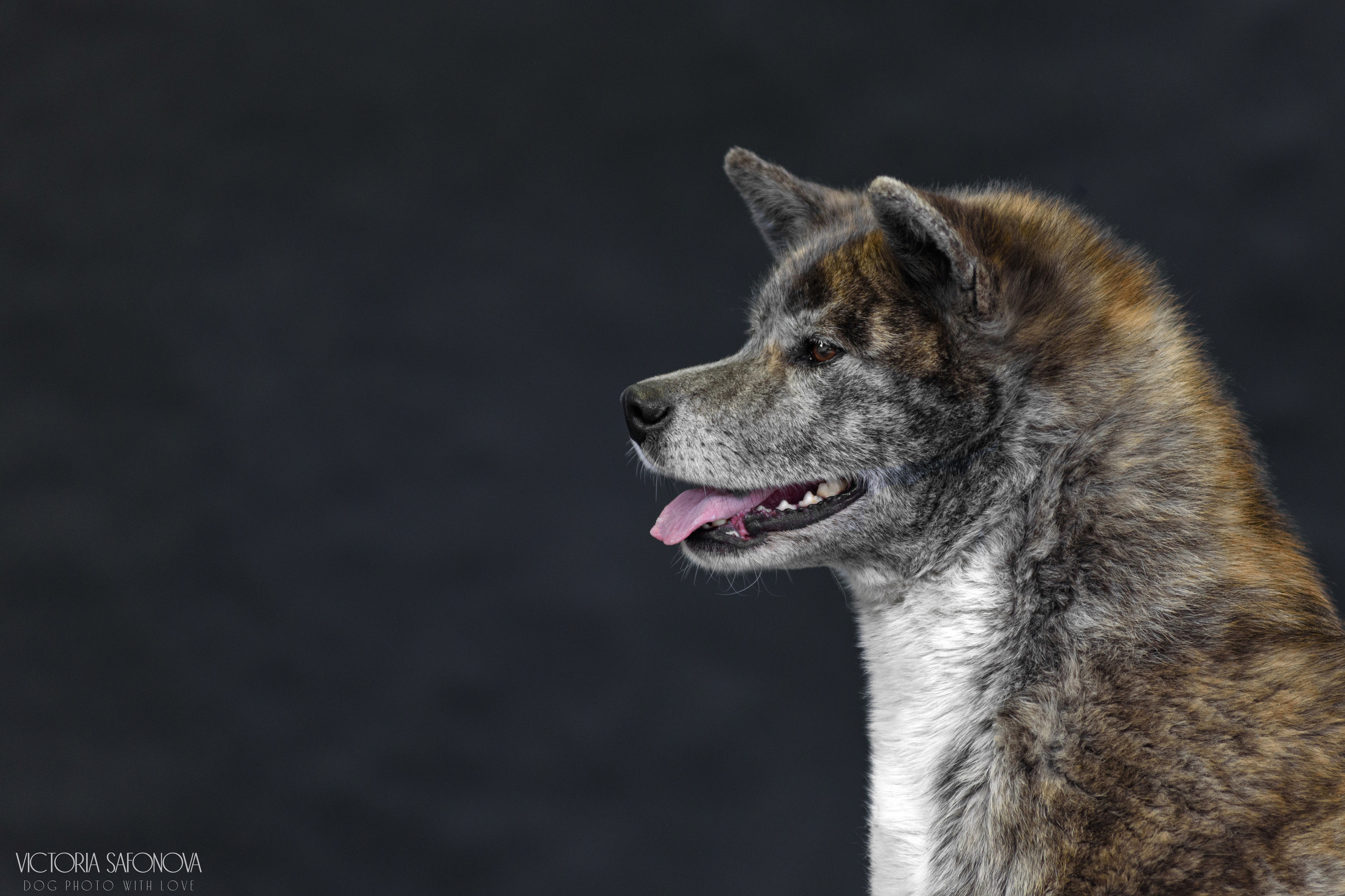 Акита 09.04.2023. Фотограф анималист Благовещенск. Сафонова Виктория