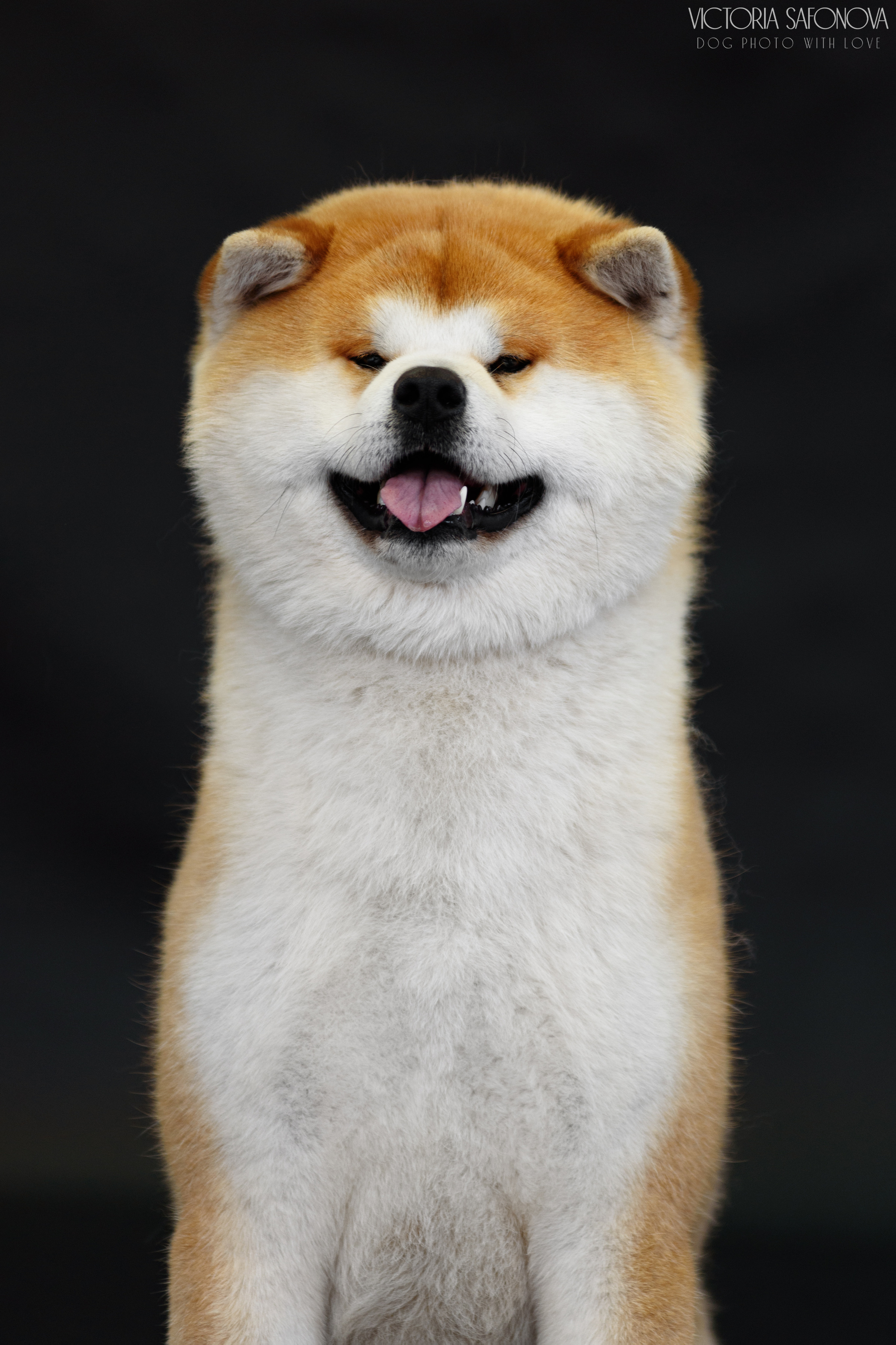 Акита 16.04.2023. Фотограф анималист Благовещенск. Сафонова Виктория