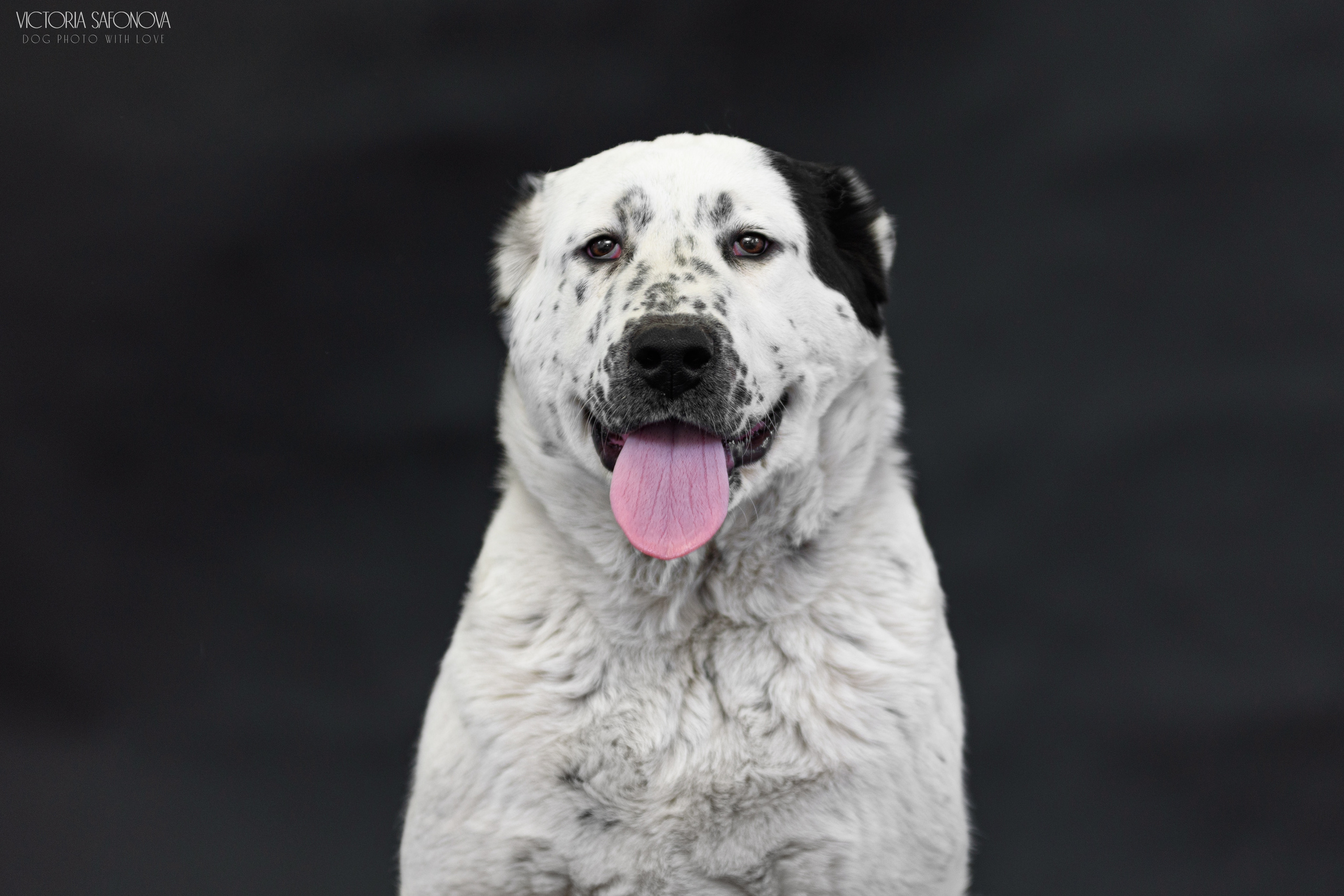 САО 16.04.2023. Фотограф анималист Благовещенск. Сафонова Виктория