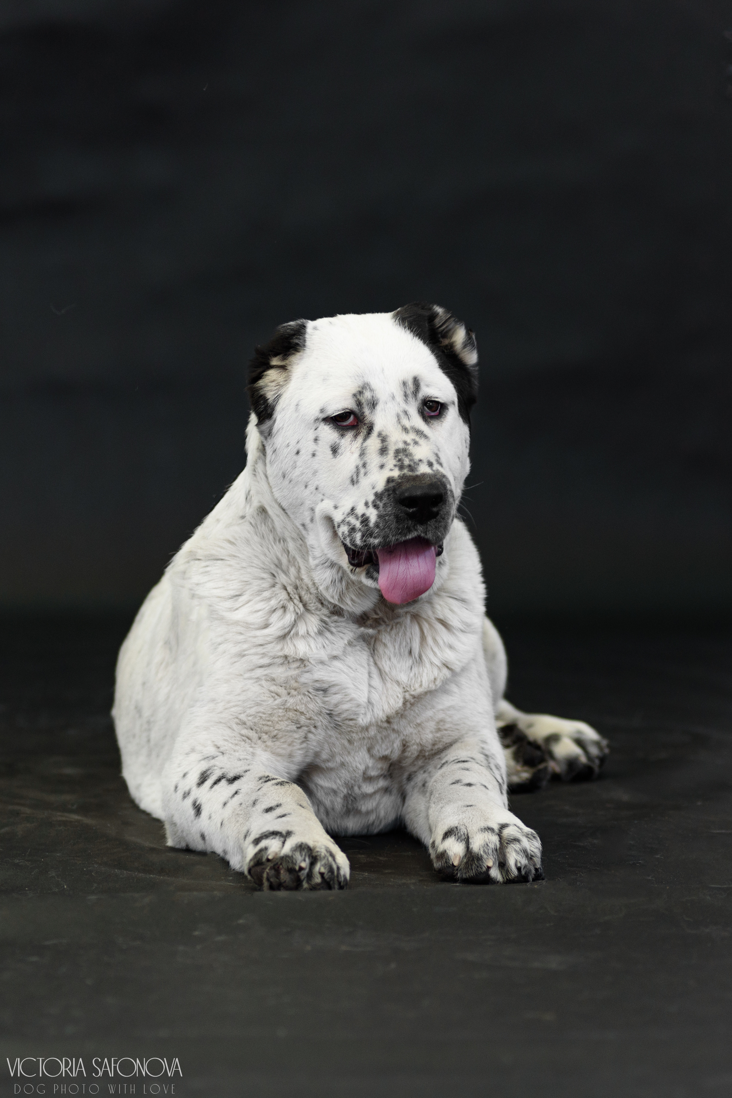 САО 16.04.2023. Фотограф анималист Благовещенск. Сафонова Виктория