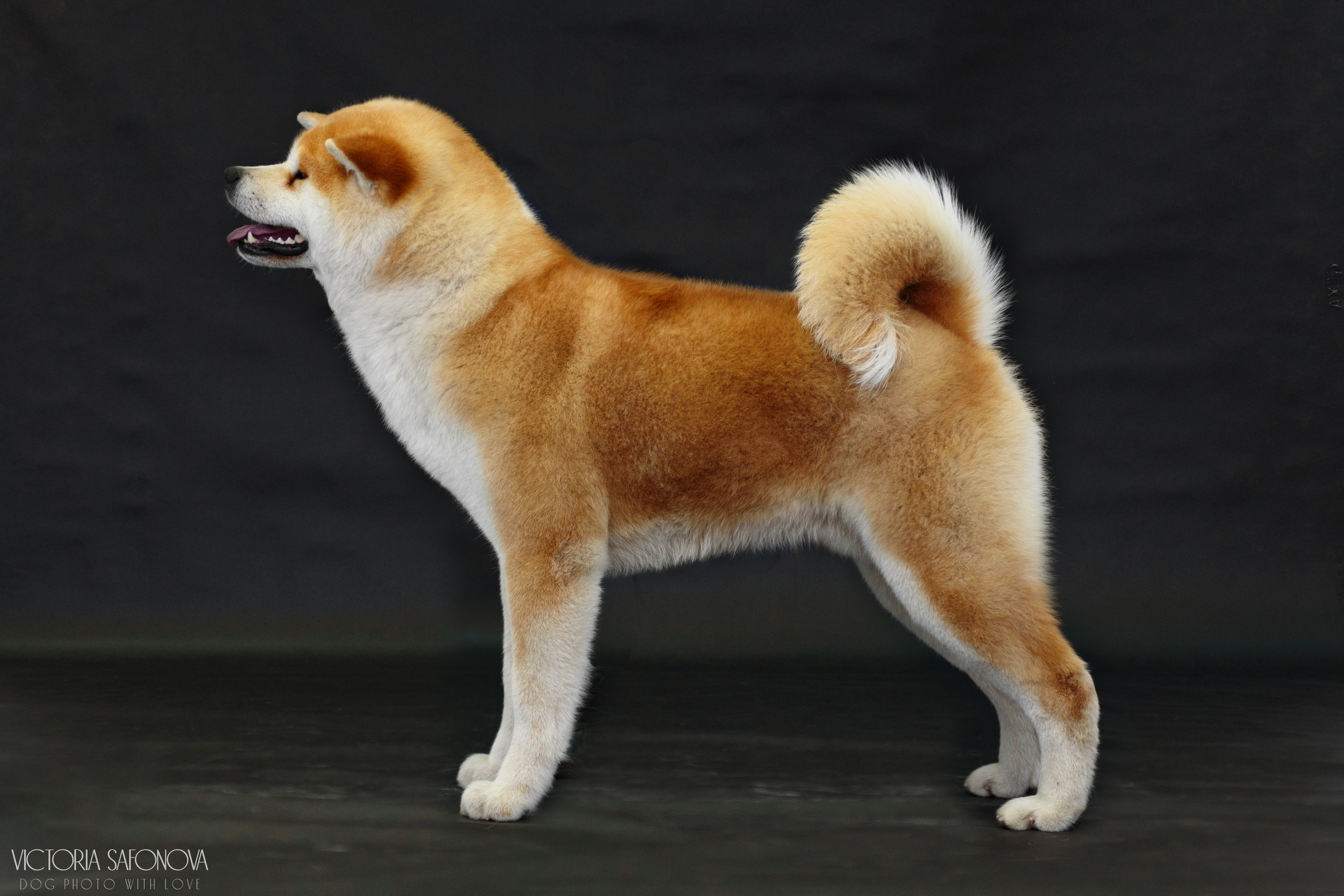 Акита 16.04.2023. Фотограф анималист Благовещенск. Сафонова Виктория