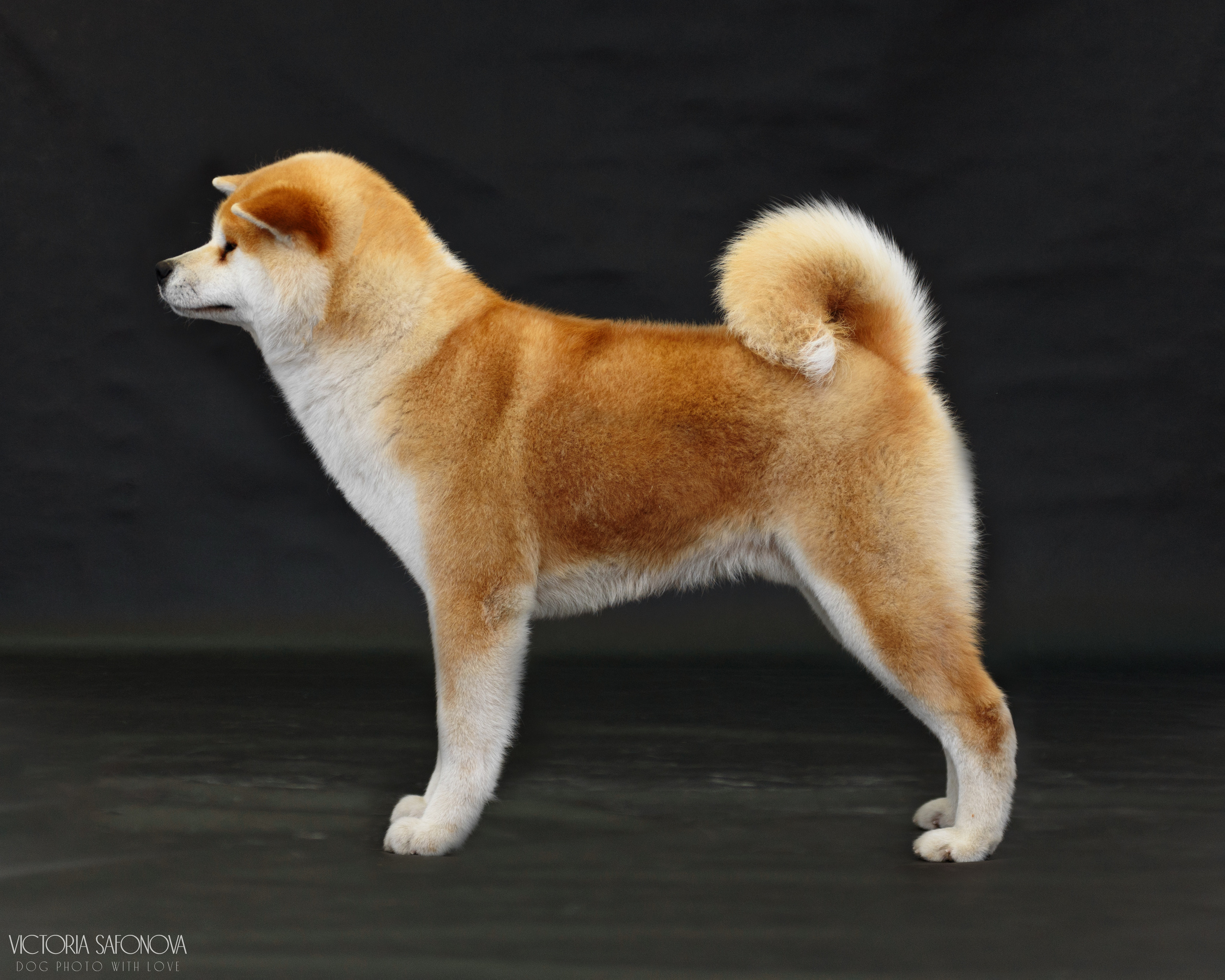 Акита 16.04.2023. Фотограф анималист Благовещенск. Сафонова Виктория