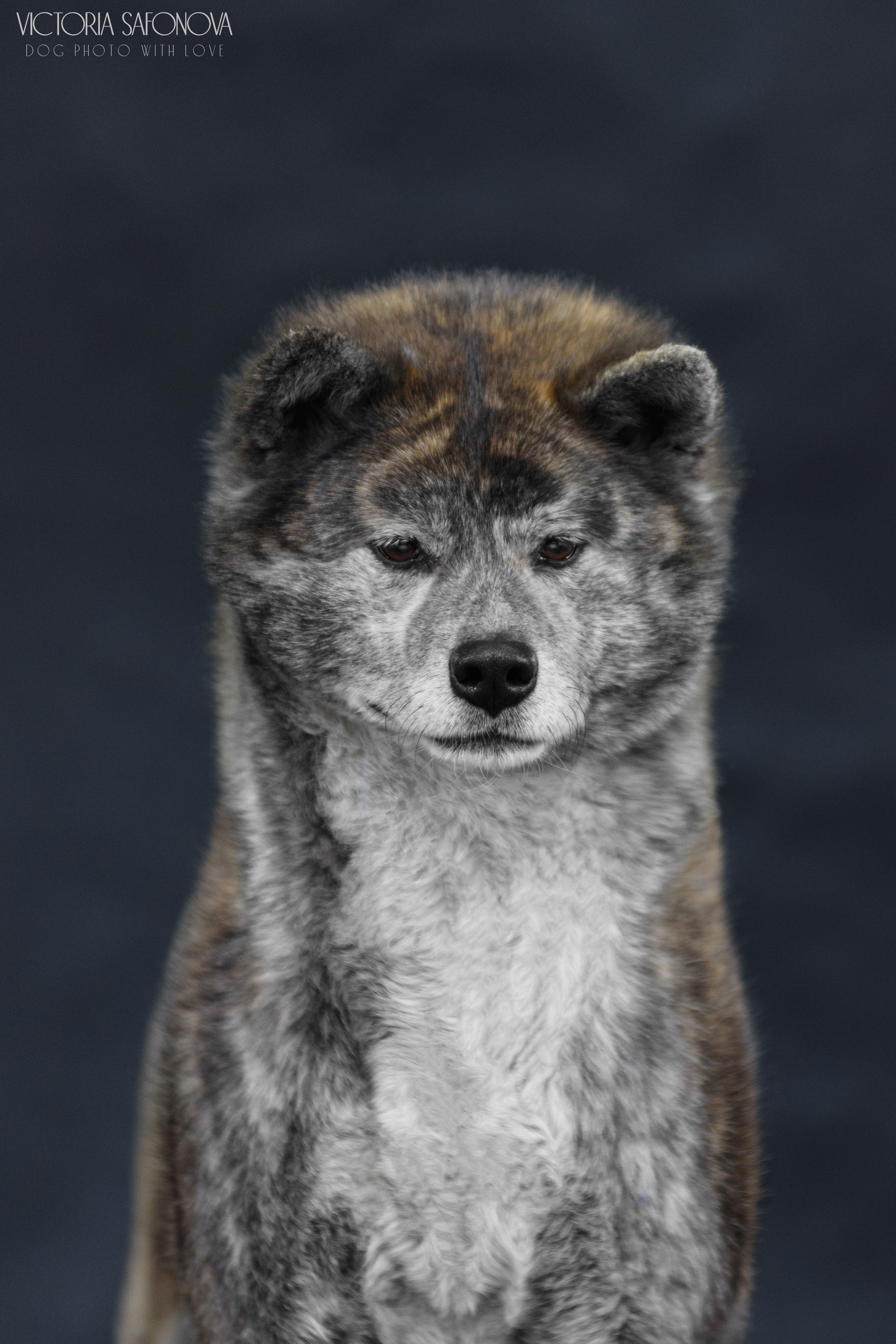 Акита 09.04.2023. Фотограф анималист Благовещенск. Сафонова Виктория