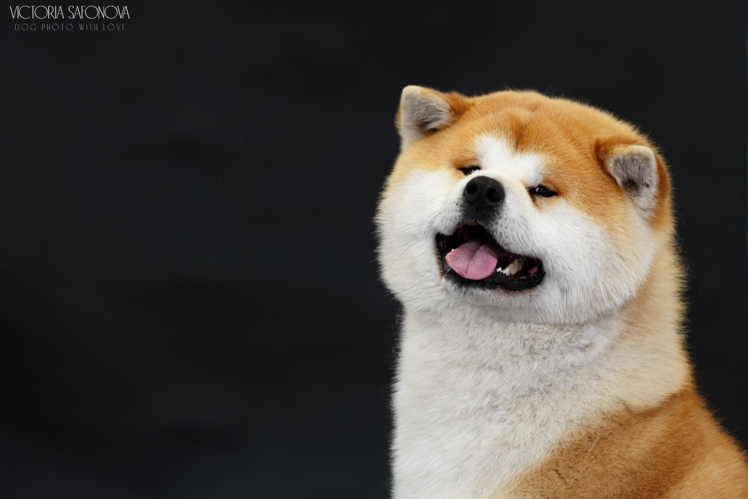 Акита 16.04.2023. Фотограф анималист Благовещенск. Сафонова Виктория