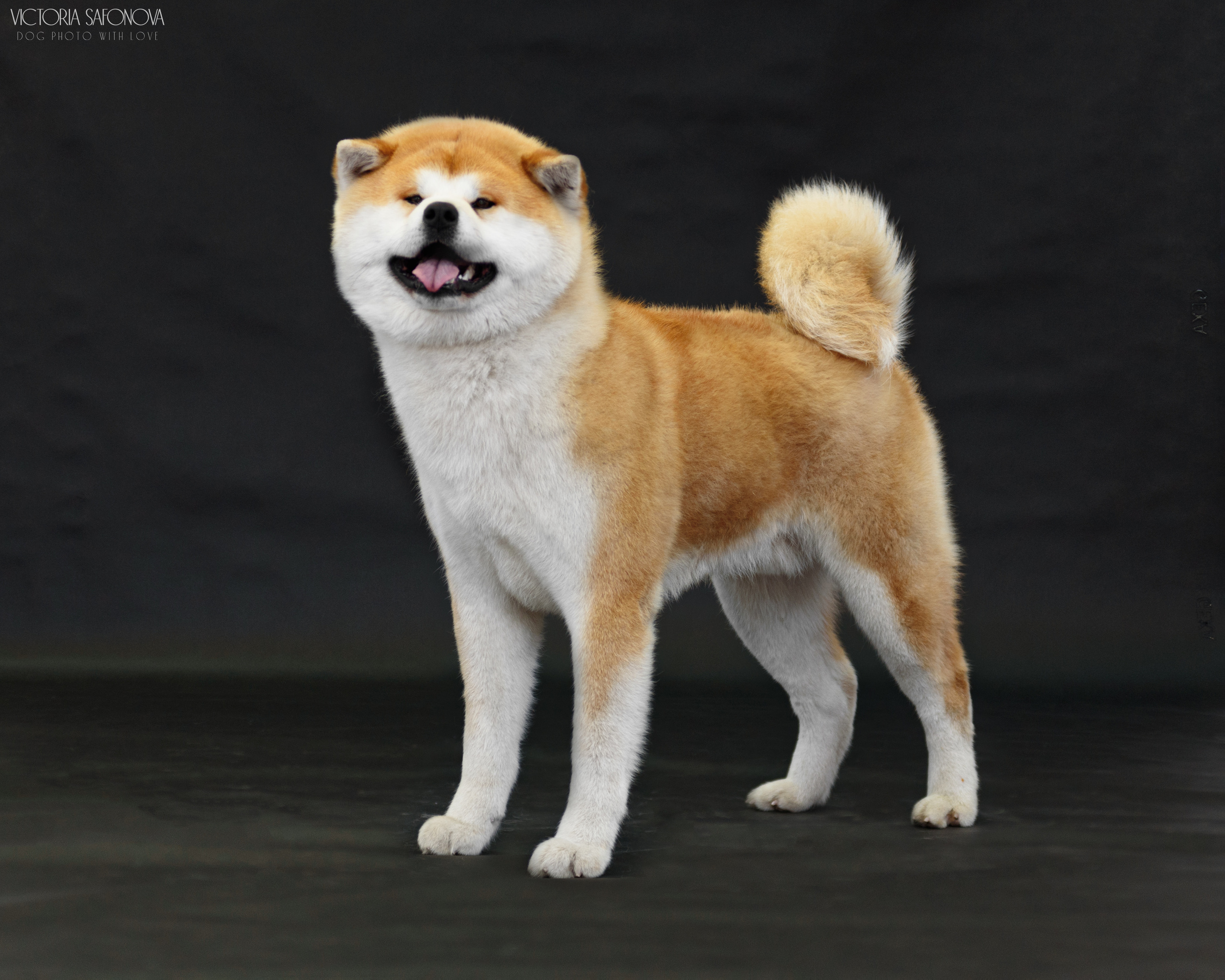 Акита 16.04.2023. Фотограф анималист Благовещенск. Сафонова Виктория