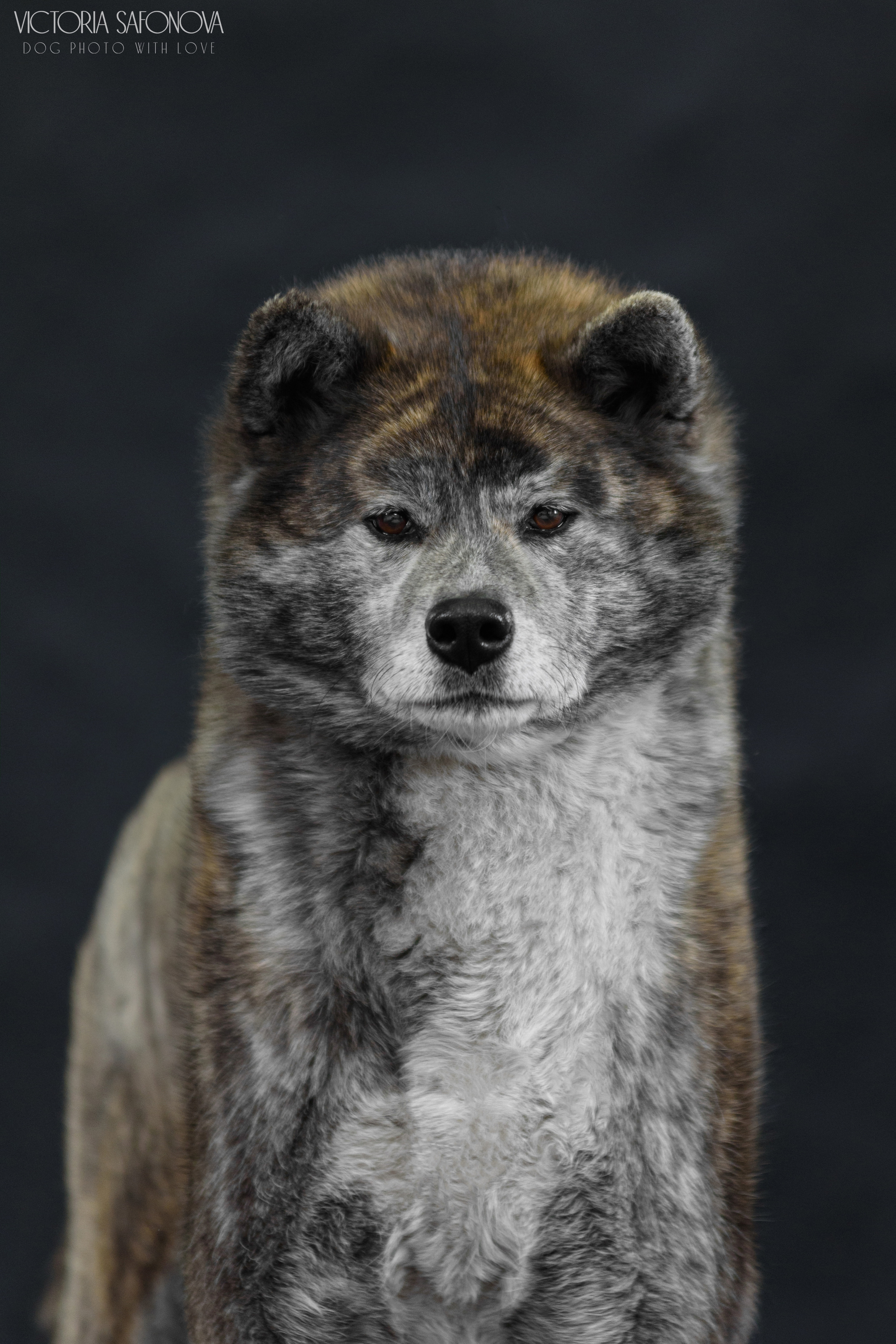 Акита 09.04.2023. Фотограф анималист Благовещенск. Сафонова Виктория