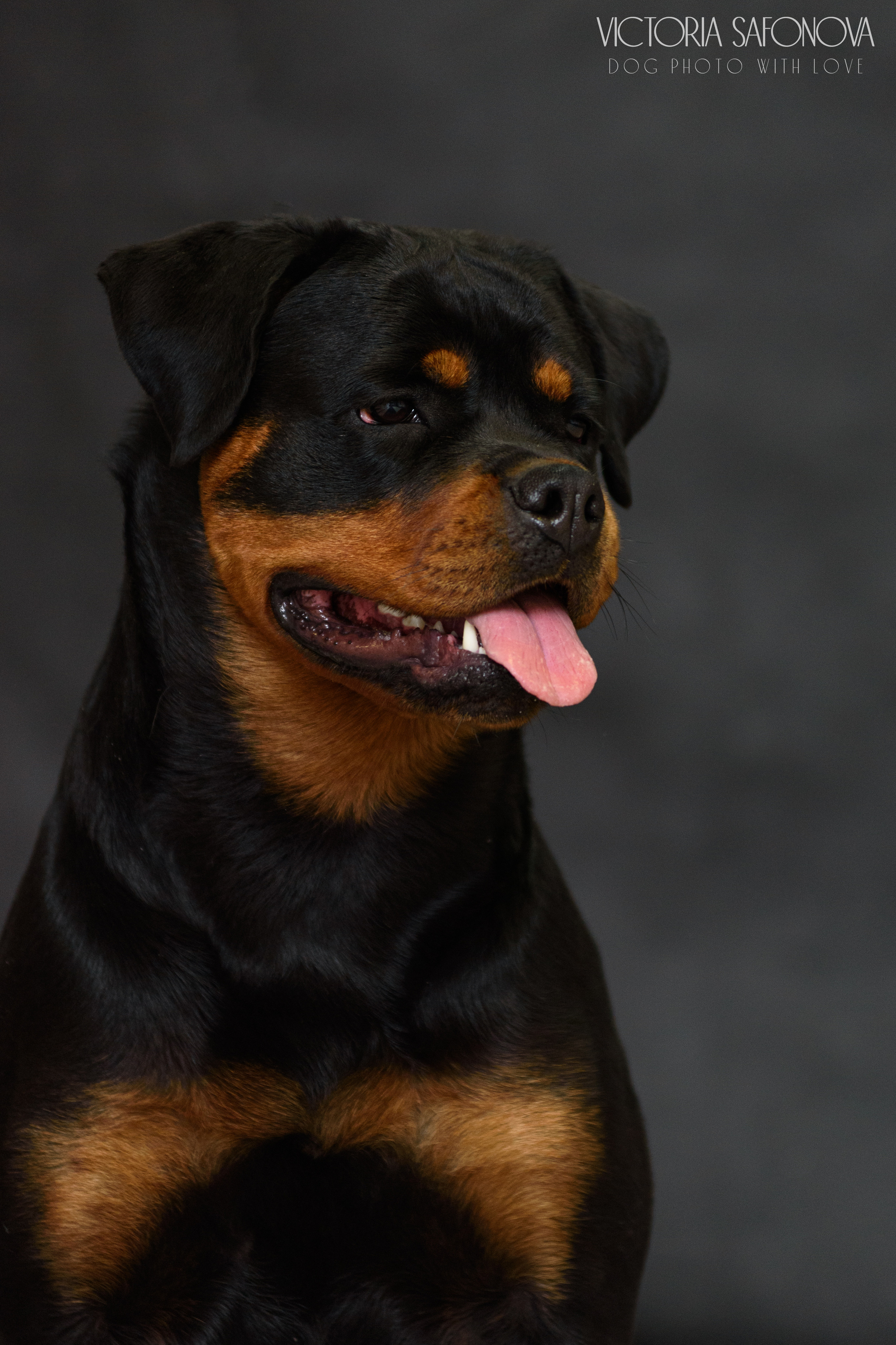 Ротвейлер 29.03.2023. Фотограф анималист Благовещенск. Сафонова Виктория