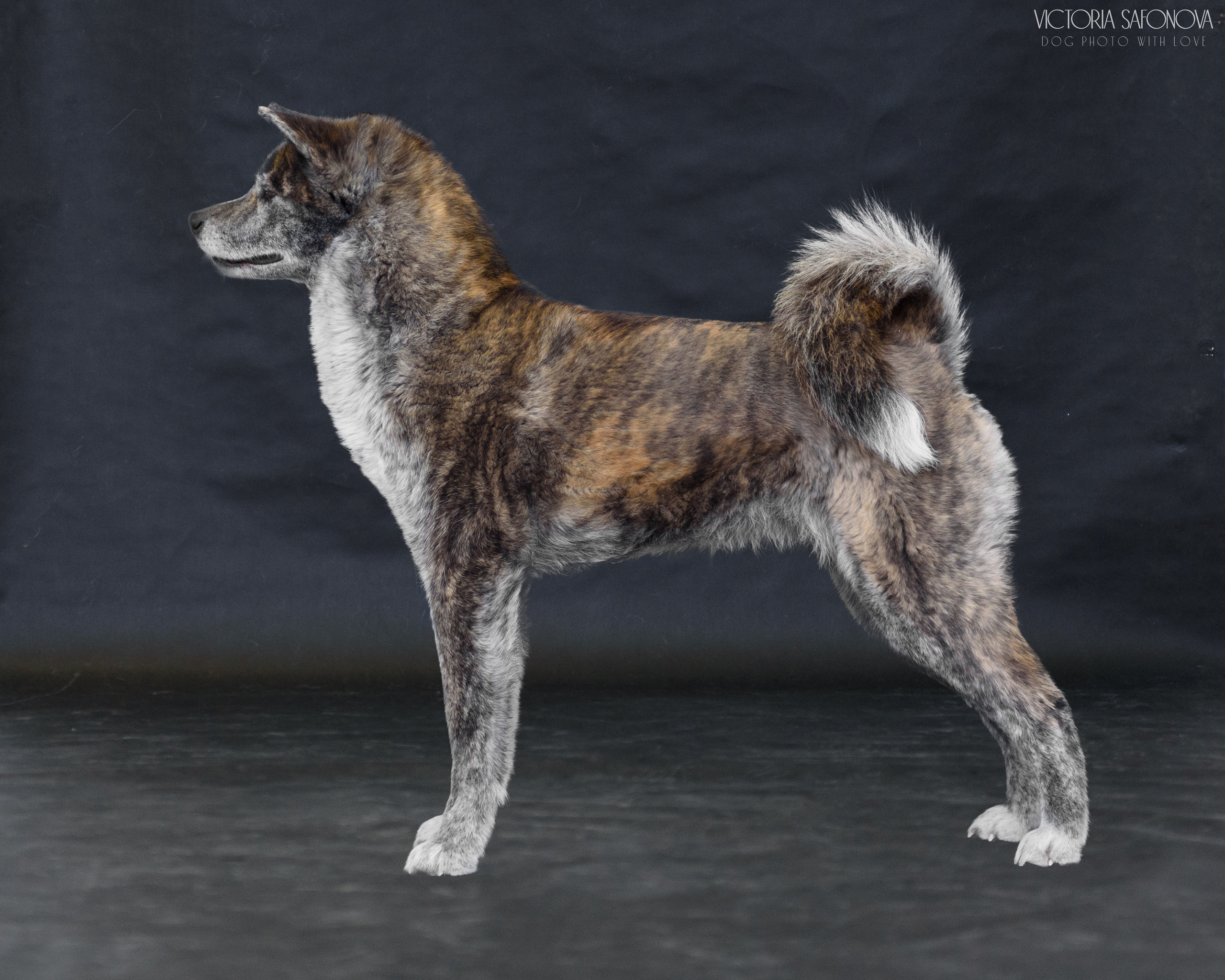 Акита 09.04.2023. Фотограф анималист Благовещенск. Сафонова Виктория