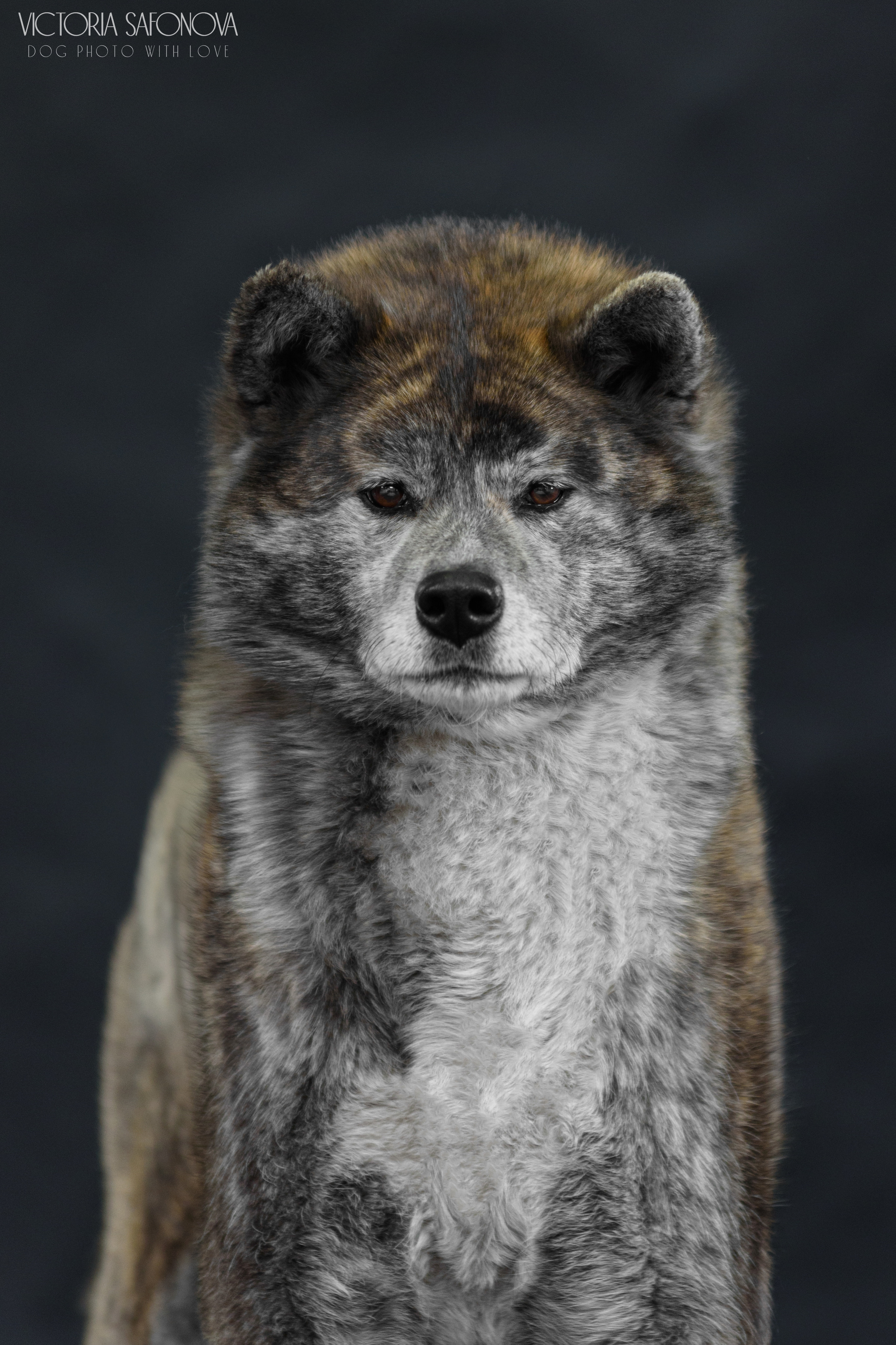 Акита 09.04.2023. Фотограф анималист Благовещенск. Сафонова Виктория