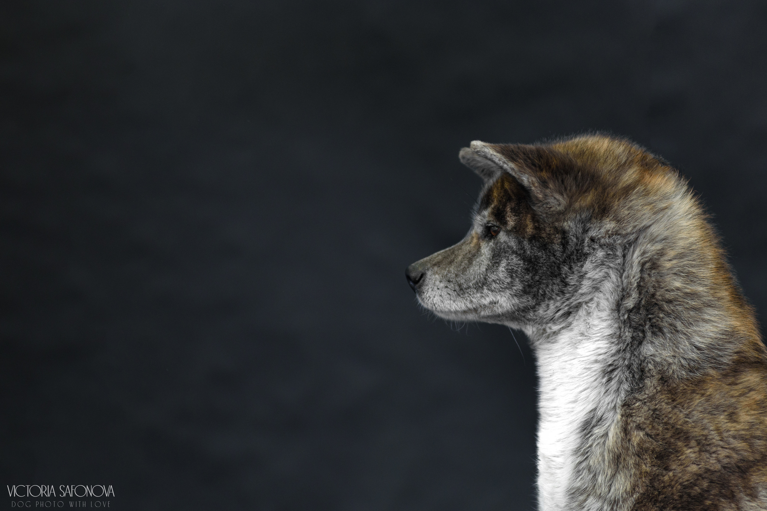 Акита 09.04.2023. Фотограф анималист Благовещенск. Сафонова Виктория