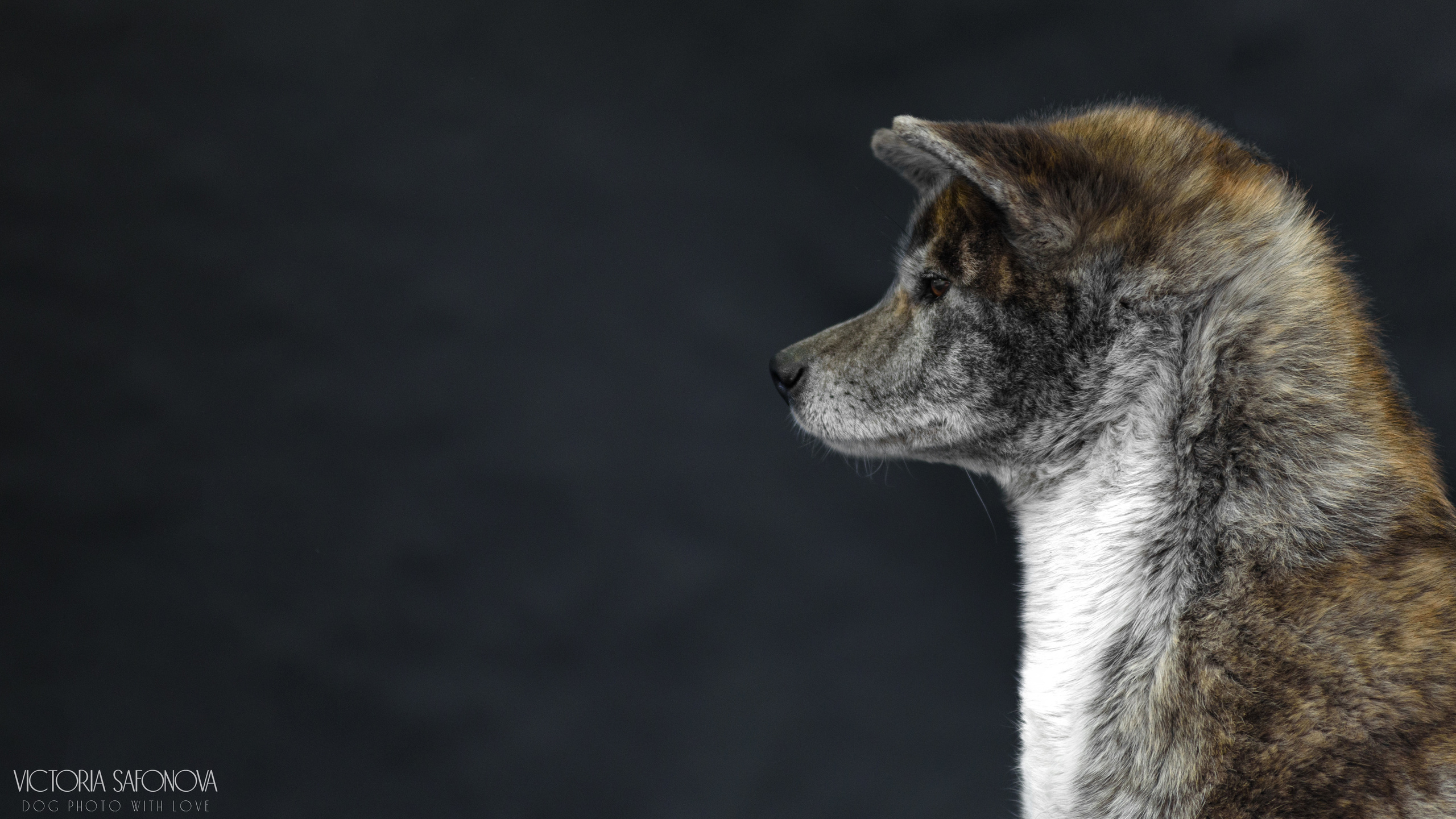 Фотограф анималист Благовещенск. Сафонова Виктория