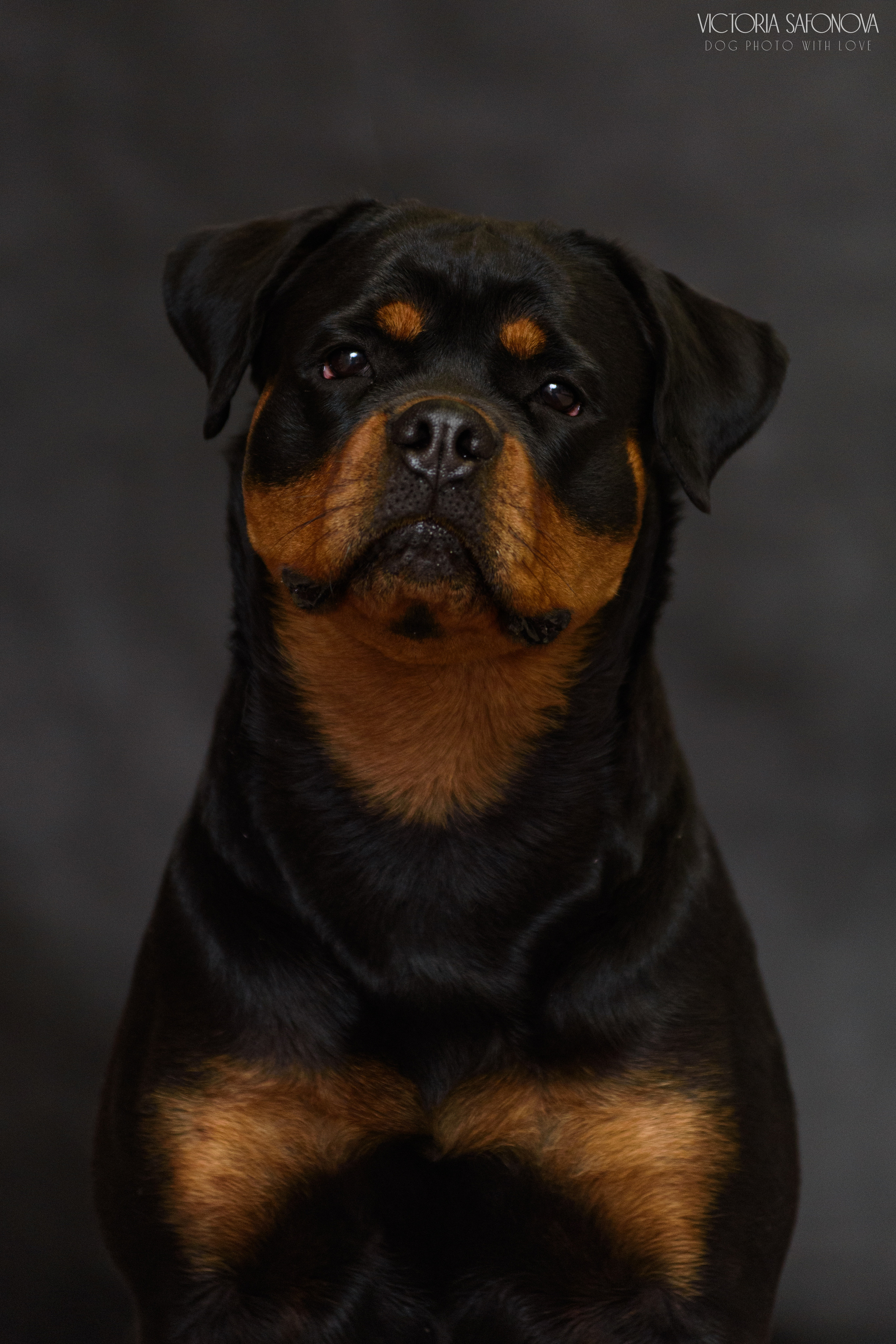 Ротвейлер 29.03.2023. Фотограф анималист Благовещенск. Сафонова Виктория