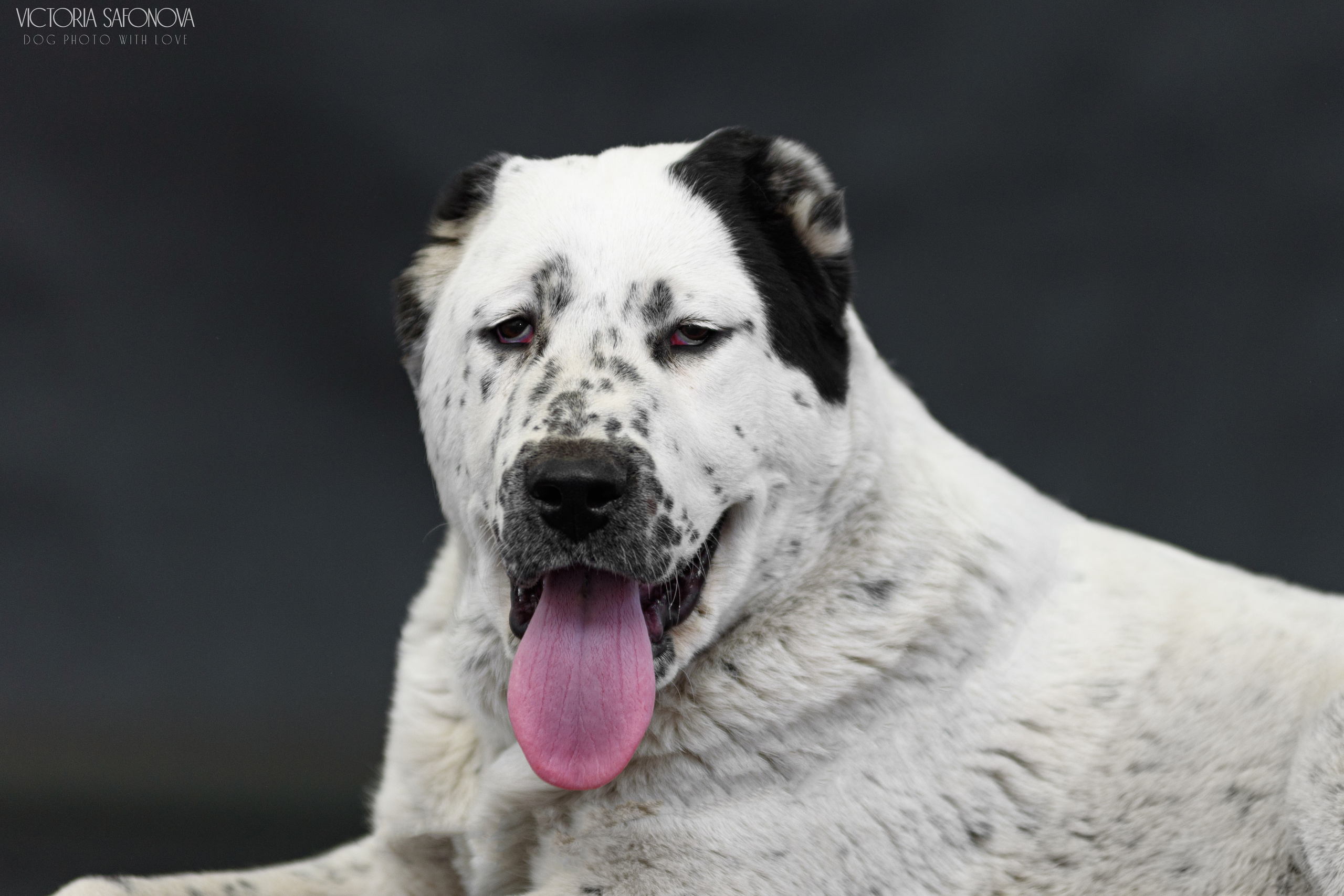 САО 16.04.2023. Фотограф анималист Благовещенск. Сафонова Виктория