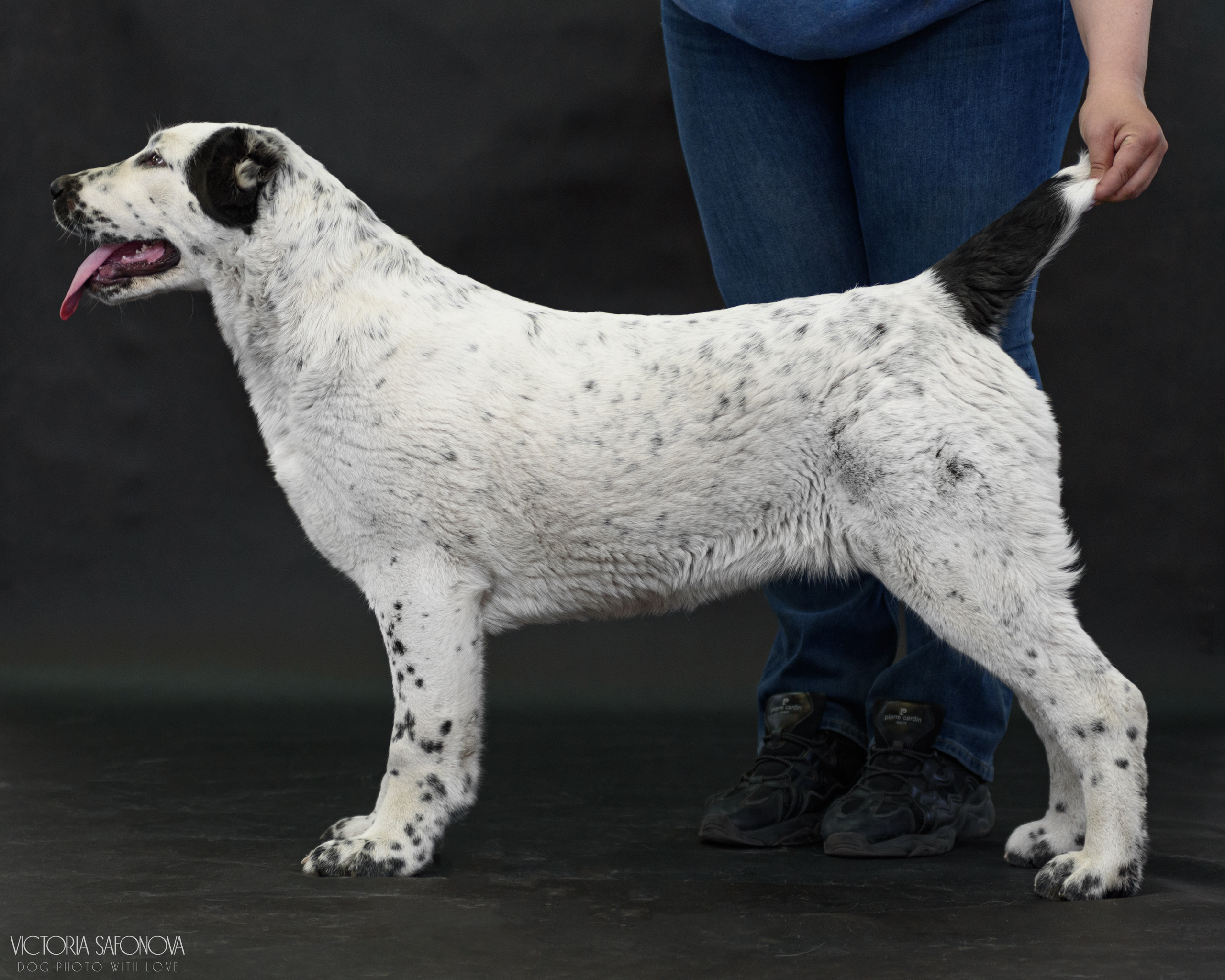 САО 16.04.2023. Фотограф анималист Благовещенск. Сафонова Виктория