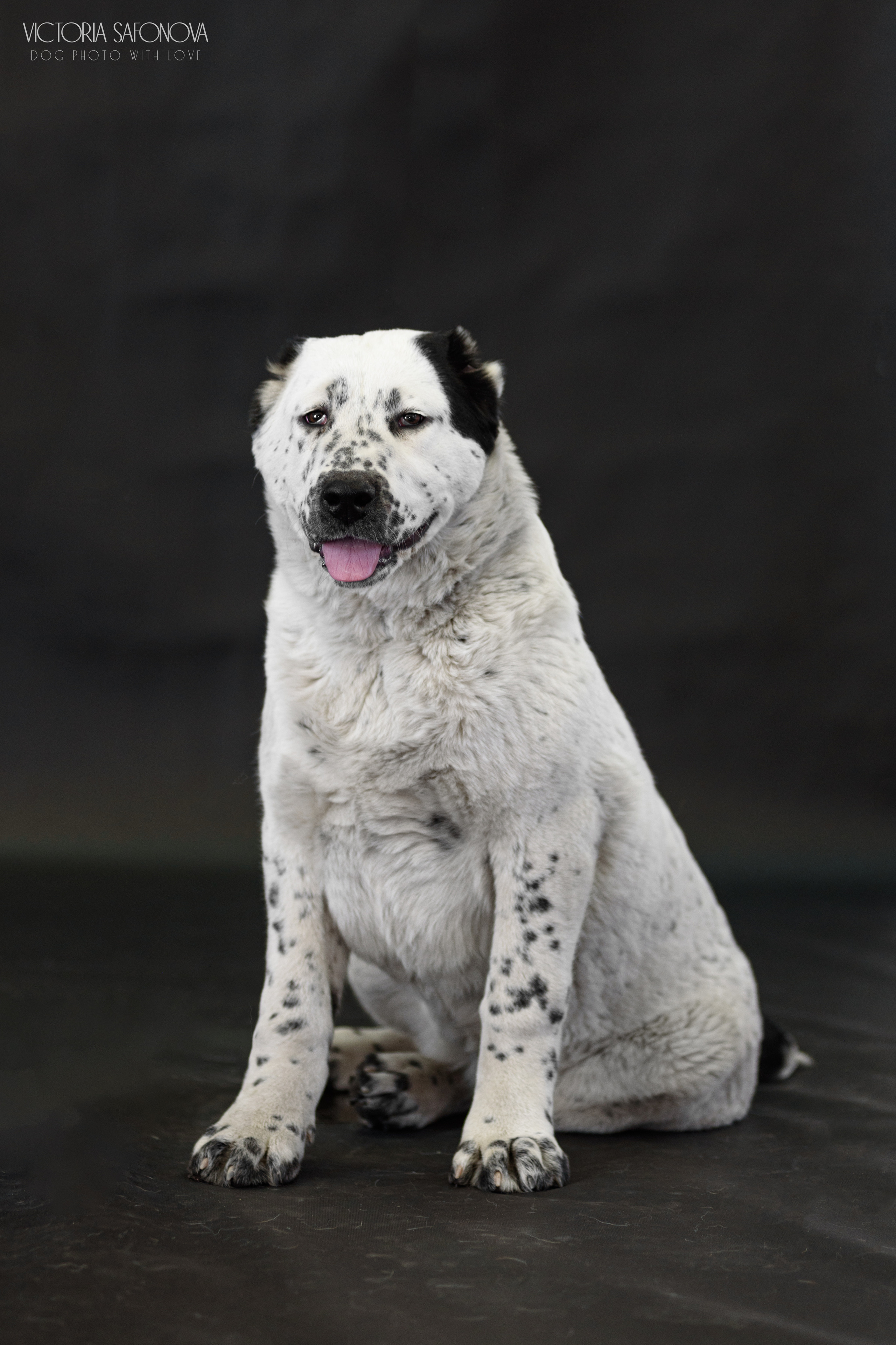 САО 16.04.2023. Фотограф анималист Благовещенск. Сафонова Виктория