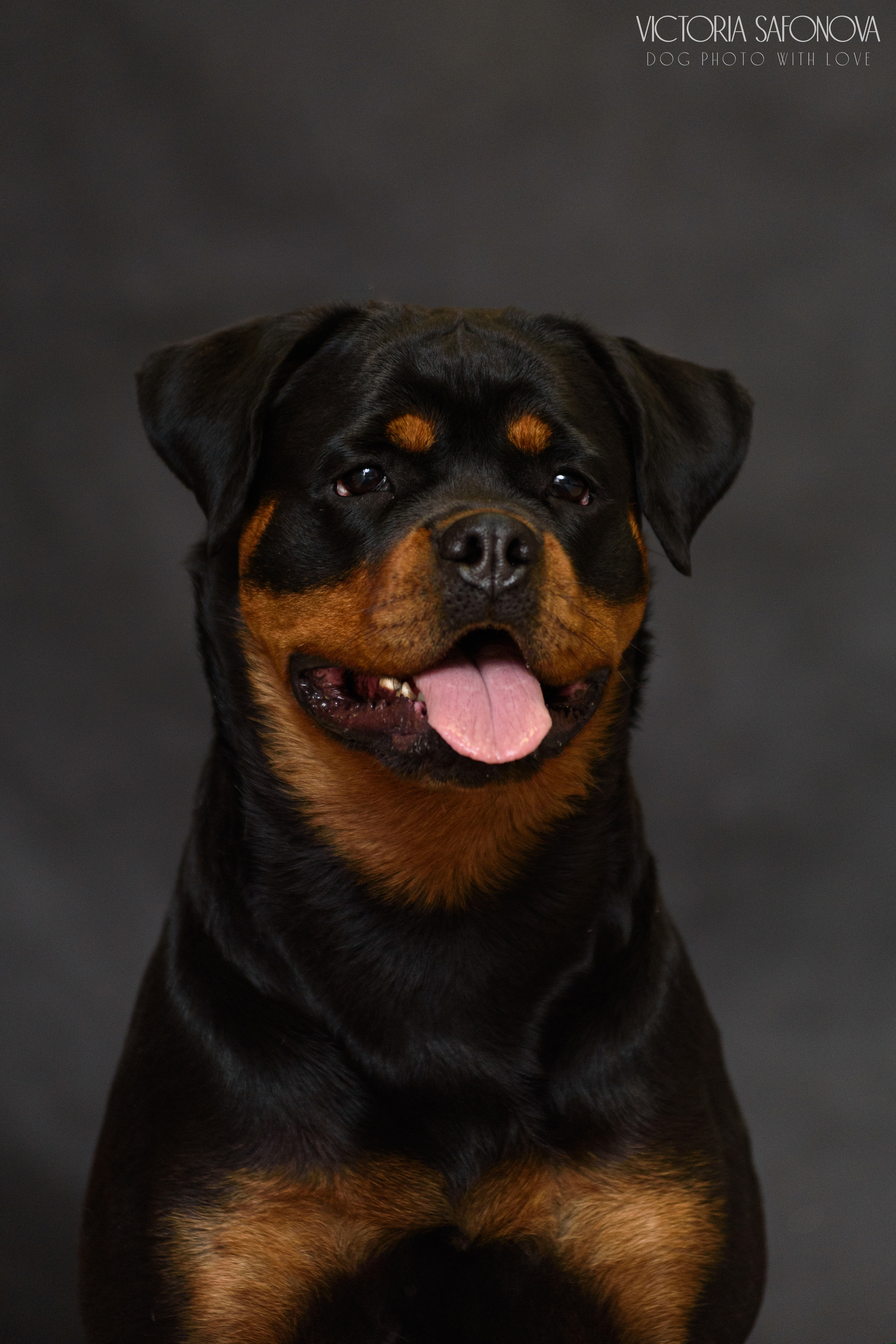 Ротвейлер 29.03.2023. Фотограф анималист Благовещенск. Сафонова Виктория