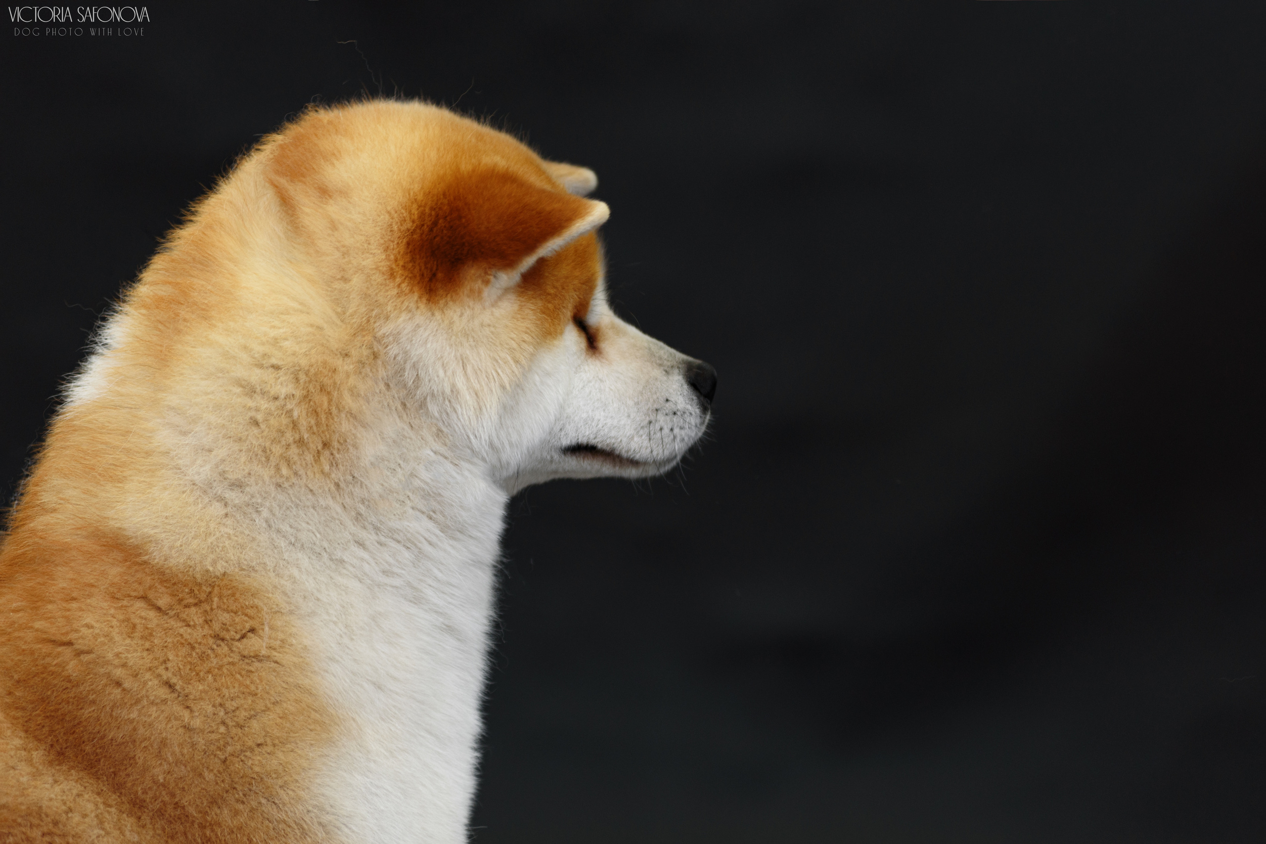 Акита 16.04.2023. Фотограф анималист Благовещенск. Сафонова Виктория