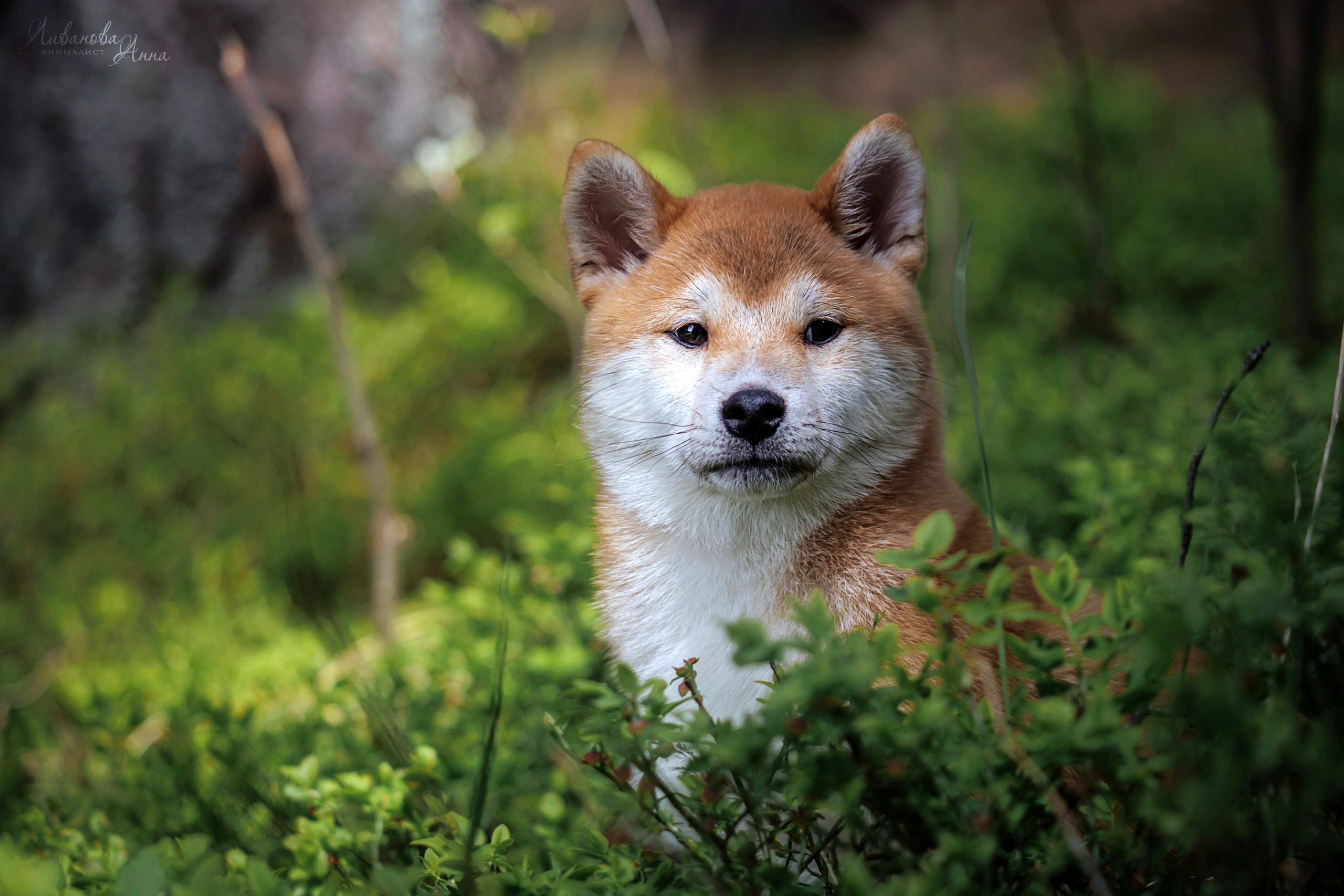 Сиба. Фотограф анималист Аня Ливанова | Рыбинск
