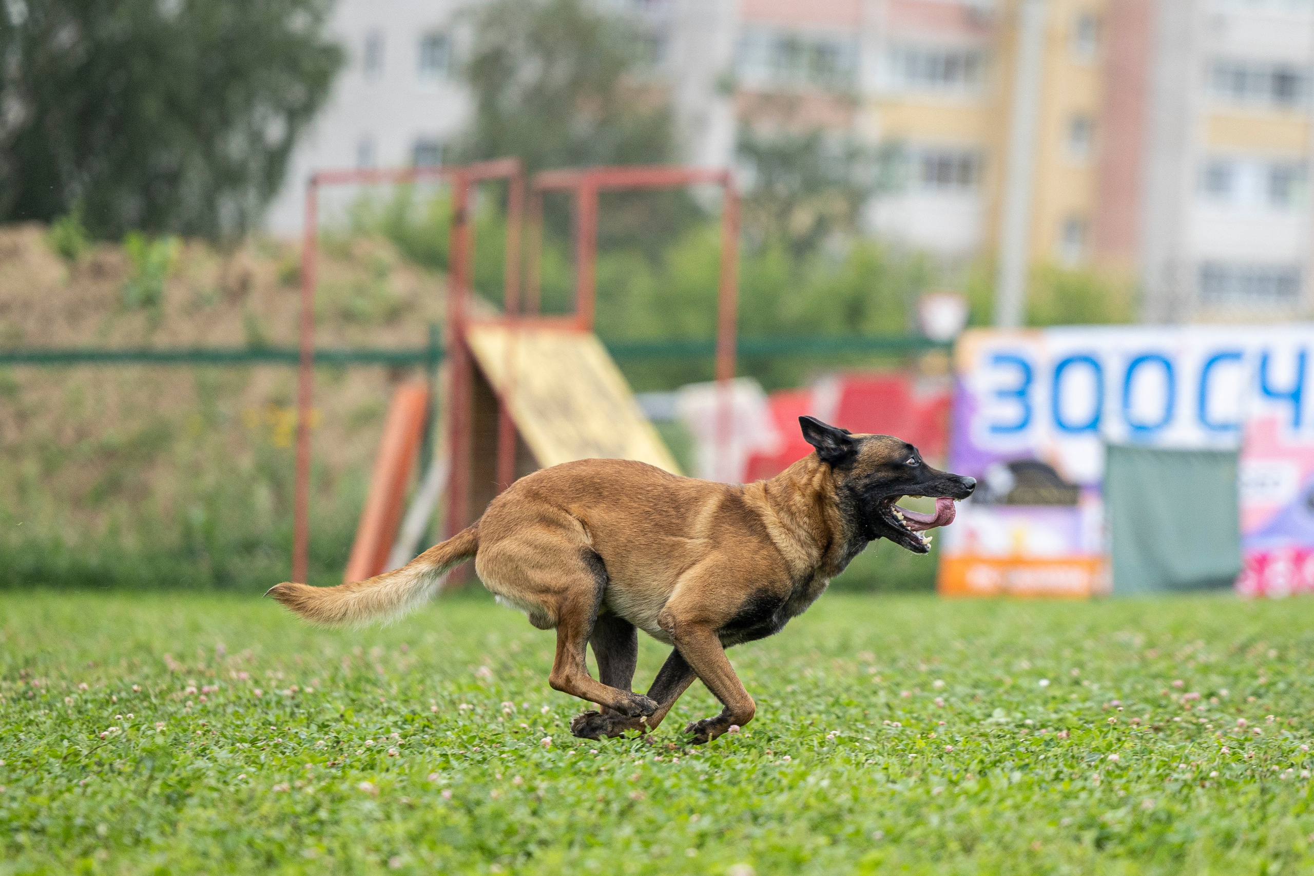 Соревнования по Мондьорингу г. Вологда 10-11.08.2024. Фотограф-анималист Анна Маринич