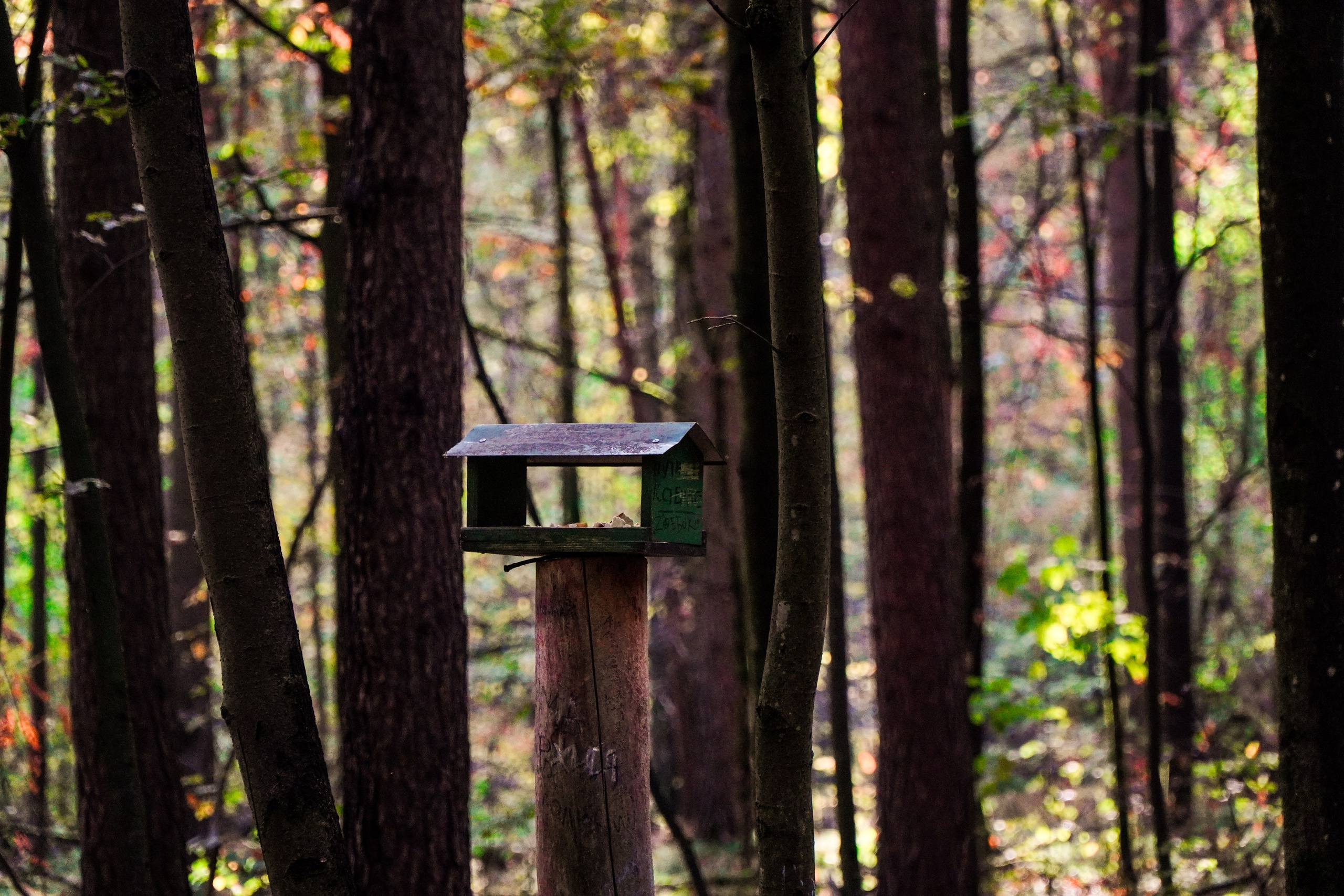 Backyard Ultra Moscow 2024. Роман Капилюшов. Бег. Фото. Видео. г. Люберцы